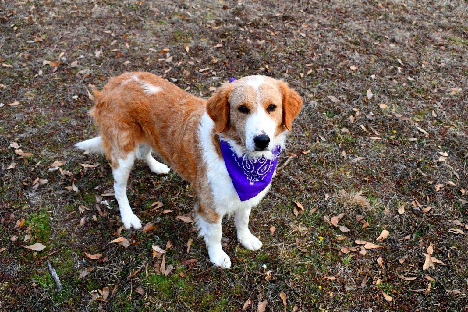 Enlarge Gracie, a ADOPTABLE mixed breed in Muldrow, OK image 3/6