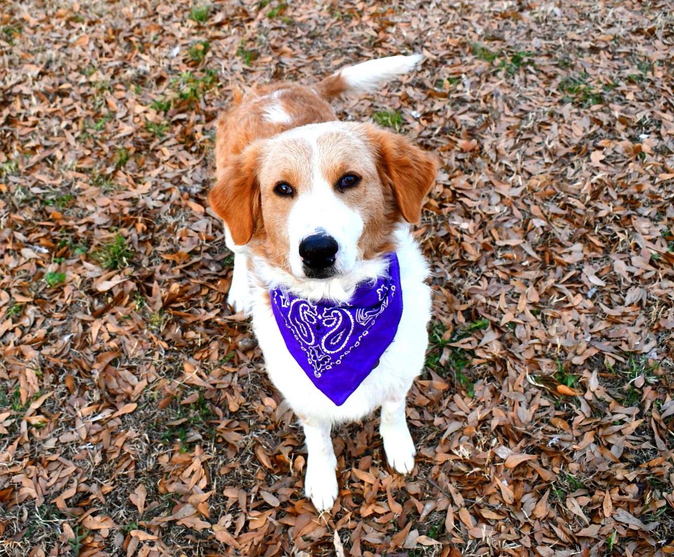 Enlarge Gracie, a ADOPTABLE mixed breed in Muldrow, OK image 5/6