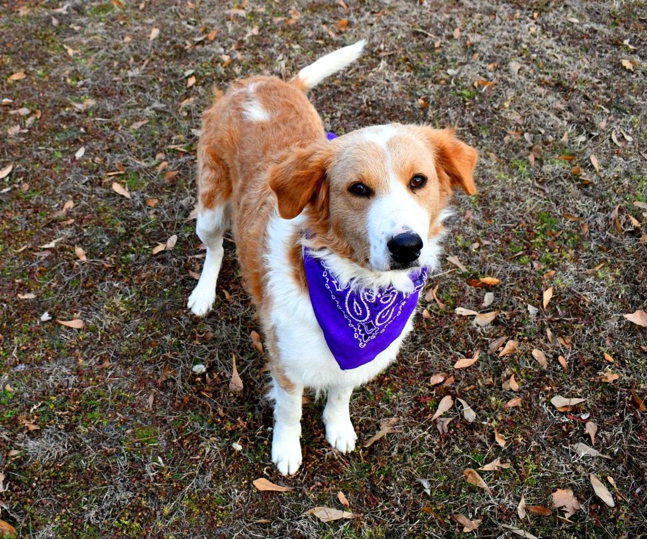 Enlarge Gracie, a ADOPTABLE mixed breed in Muldrow, OK image 2/6