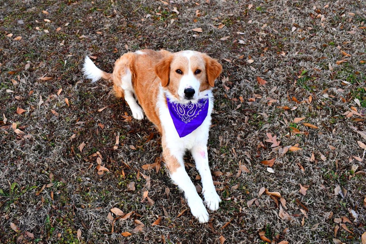 Gracie, ADOPTABLE, Adult Female Golden Retriever & Collie.