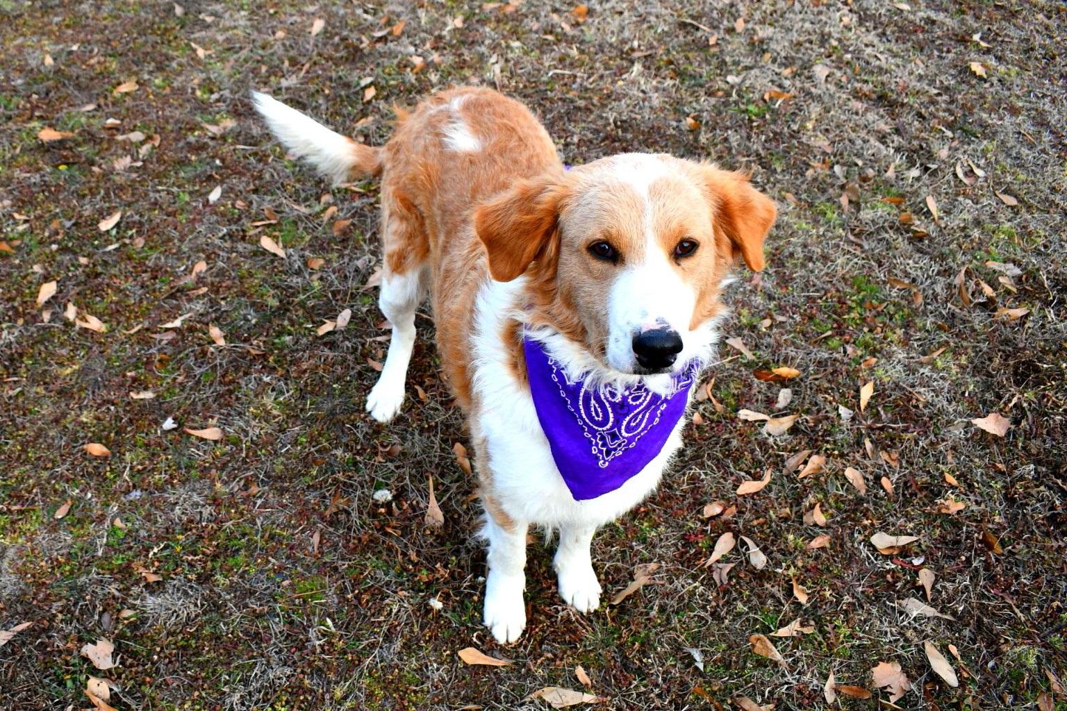 Enlarge Gracie, a ADOPTABLE mixed breed in Muldrow, OK image 4/6