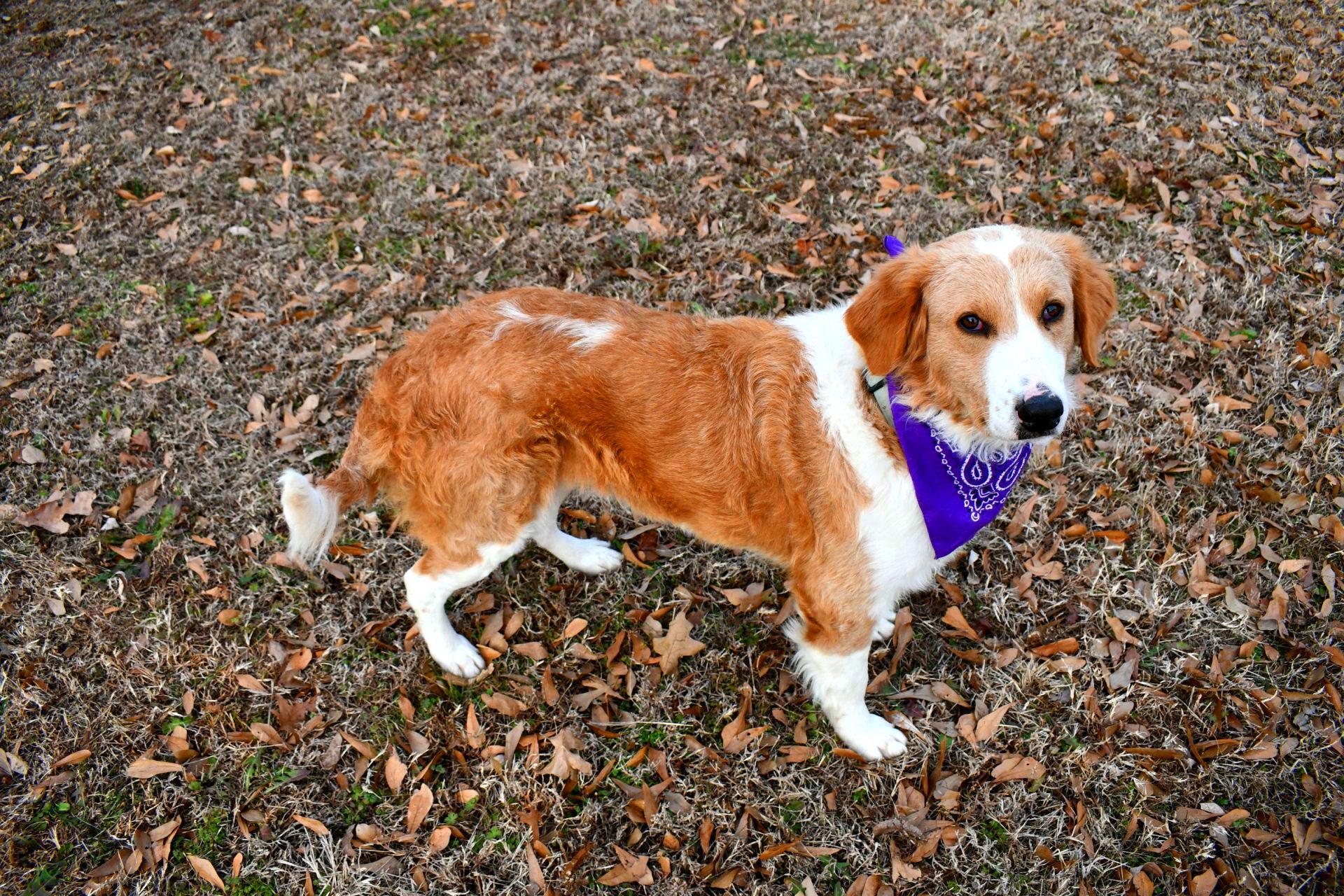 Enlarge Gracie, a ADOPTABLE mixed breed in Muldrow, OK image 6/6