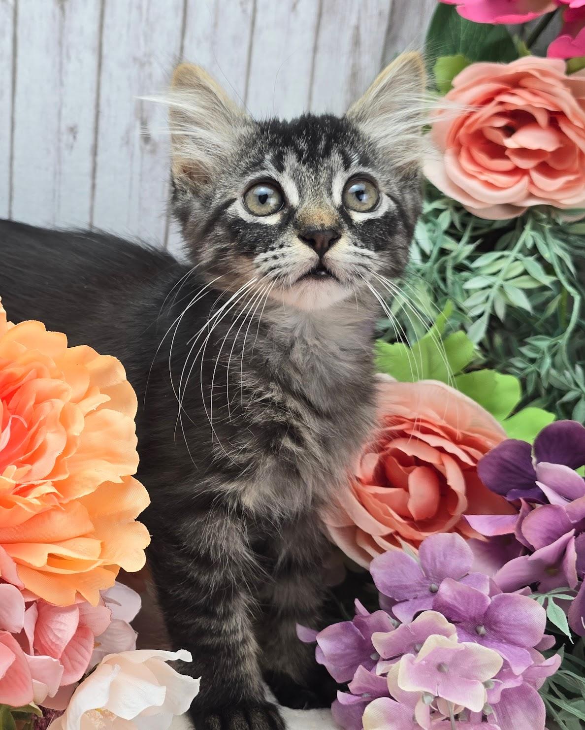 Enlarge Clover, an adopted Domestic Long Hair in Ocean Springs, MS image 4/4