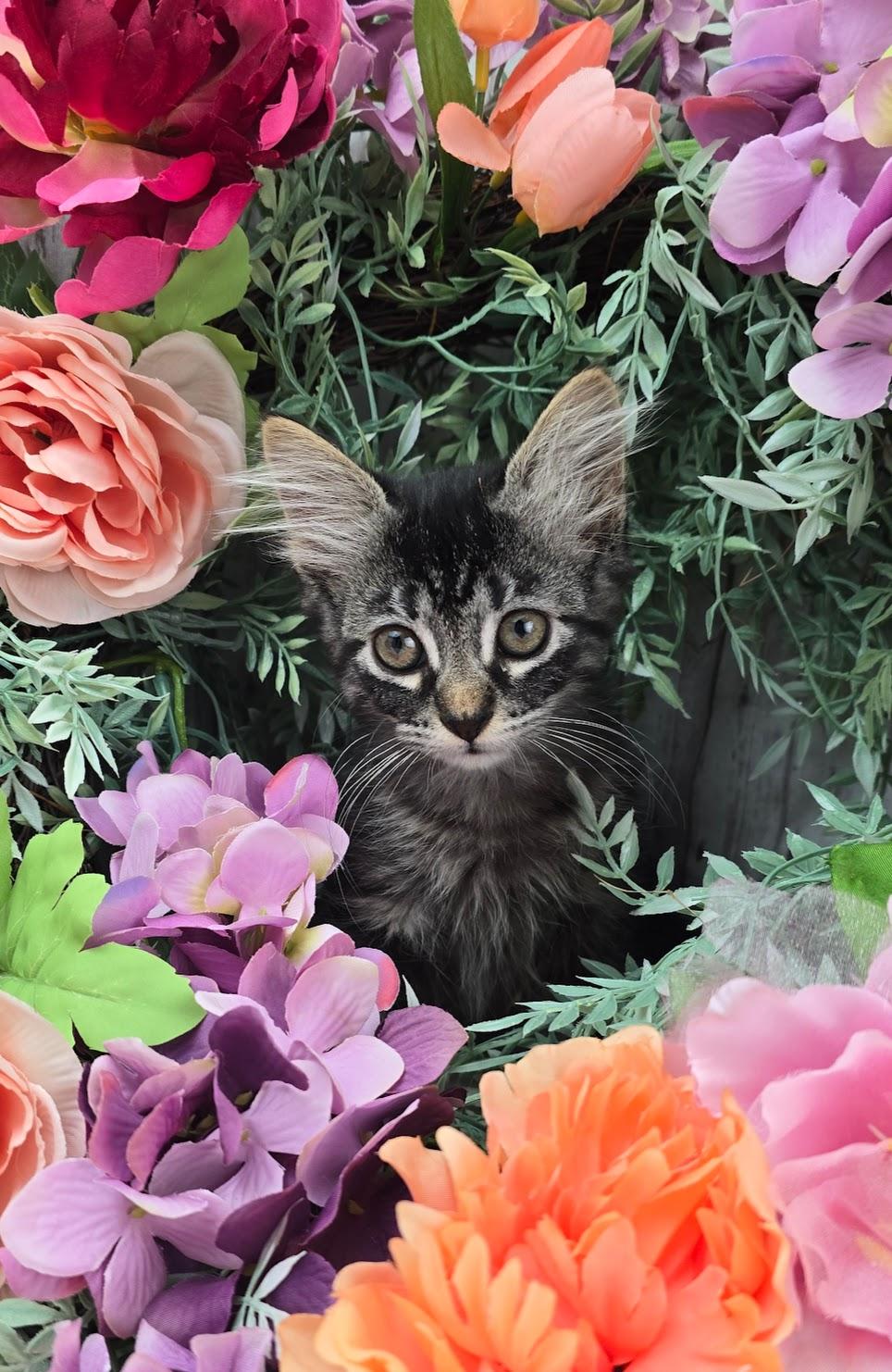 Enlarge Clover, an adopted Domestic Long Hair in Ocean Springs, MS image 3/4