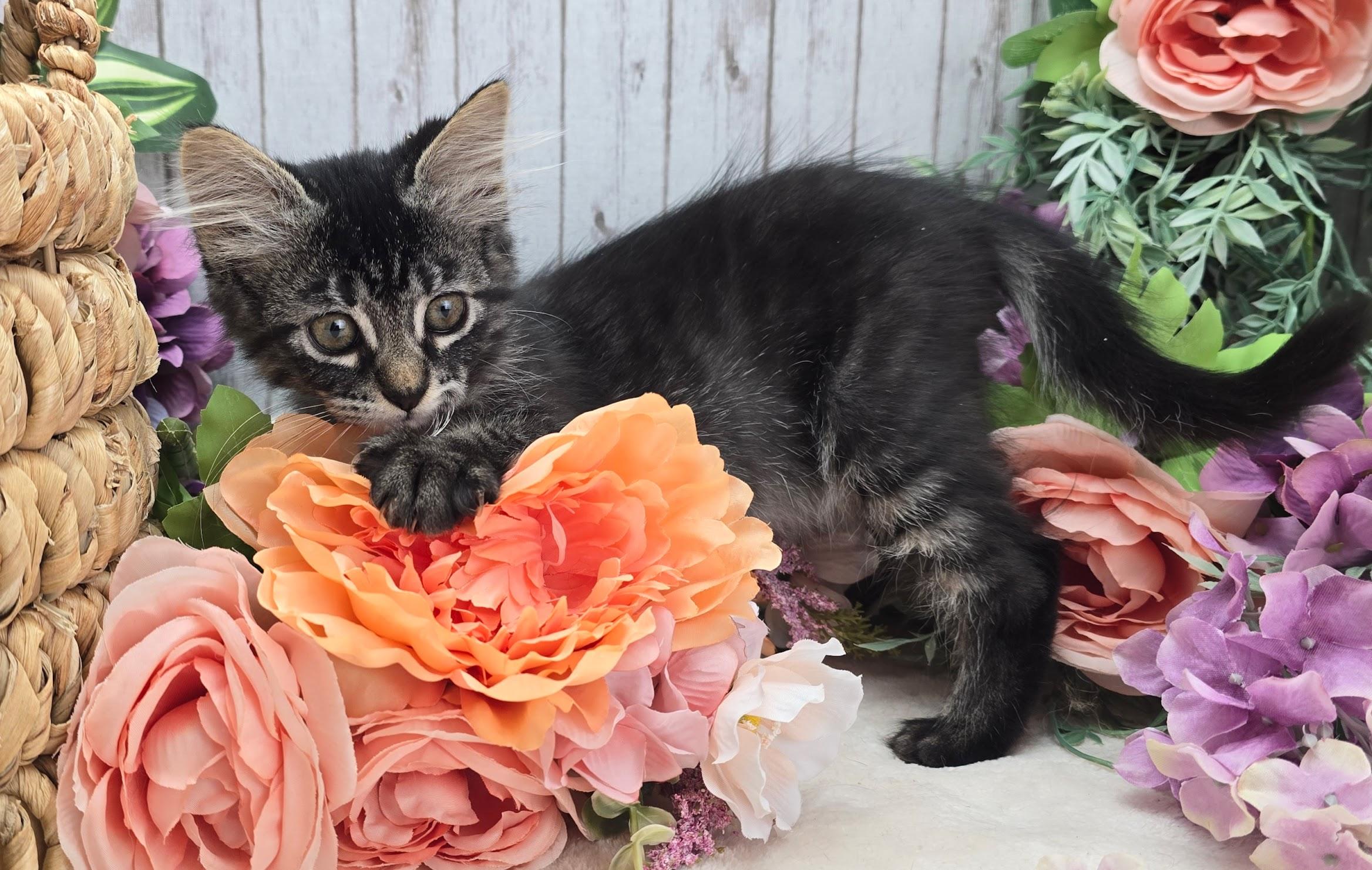 Enlarge Clover, an adopted Domestic Long Hair in Ocean Springs, MS image 2/4