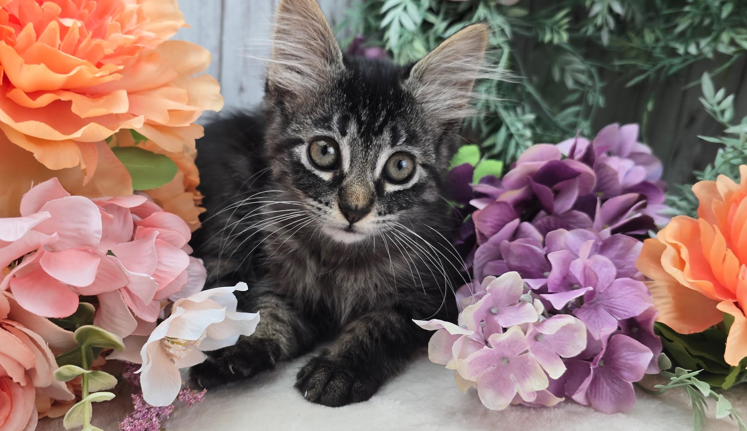 Clover, adopted, Kitten Female Domestic Long Hair.