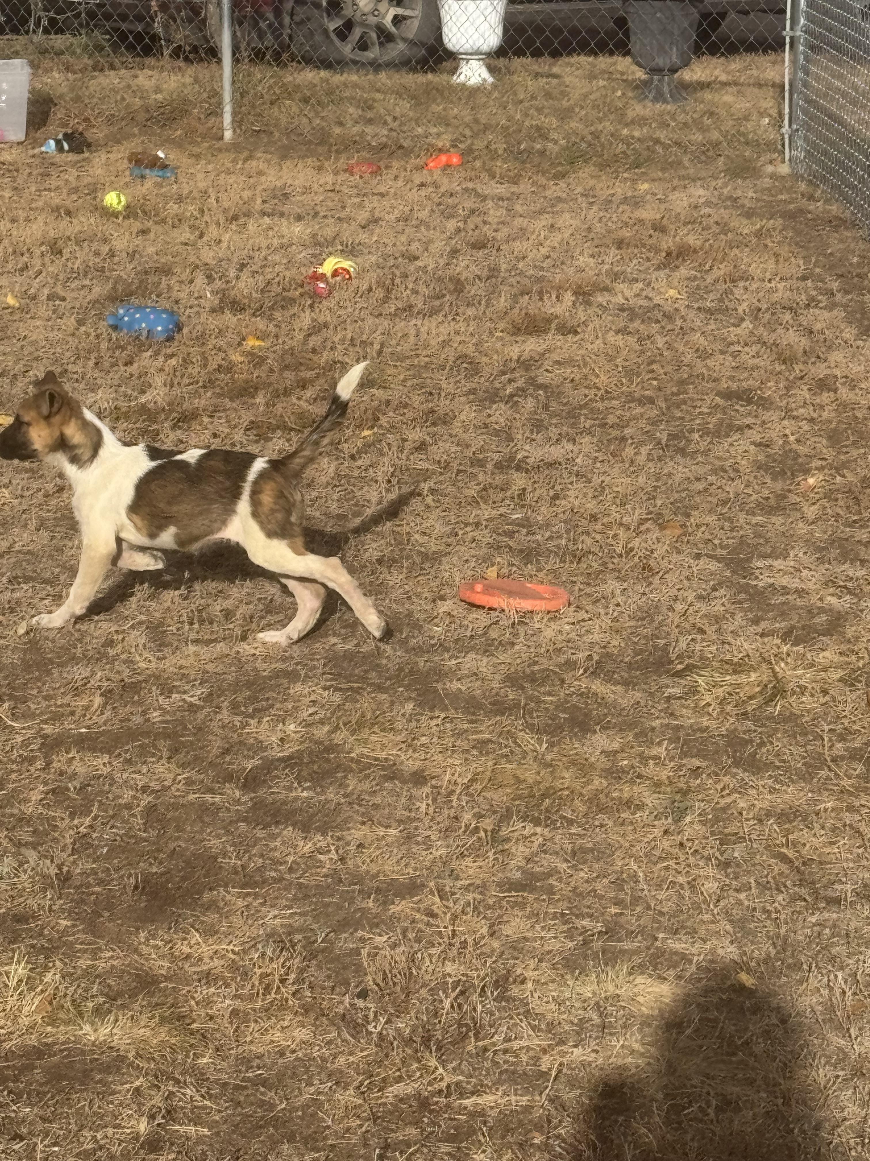 Enlarge Zipp, a Adoptable mixed breed in Havre, MT image 1/4