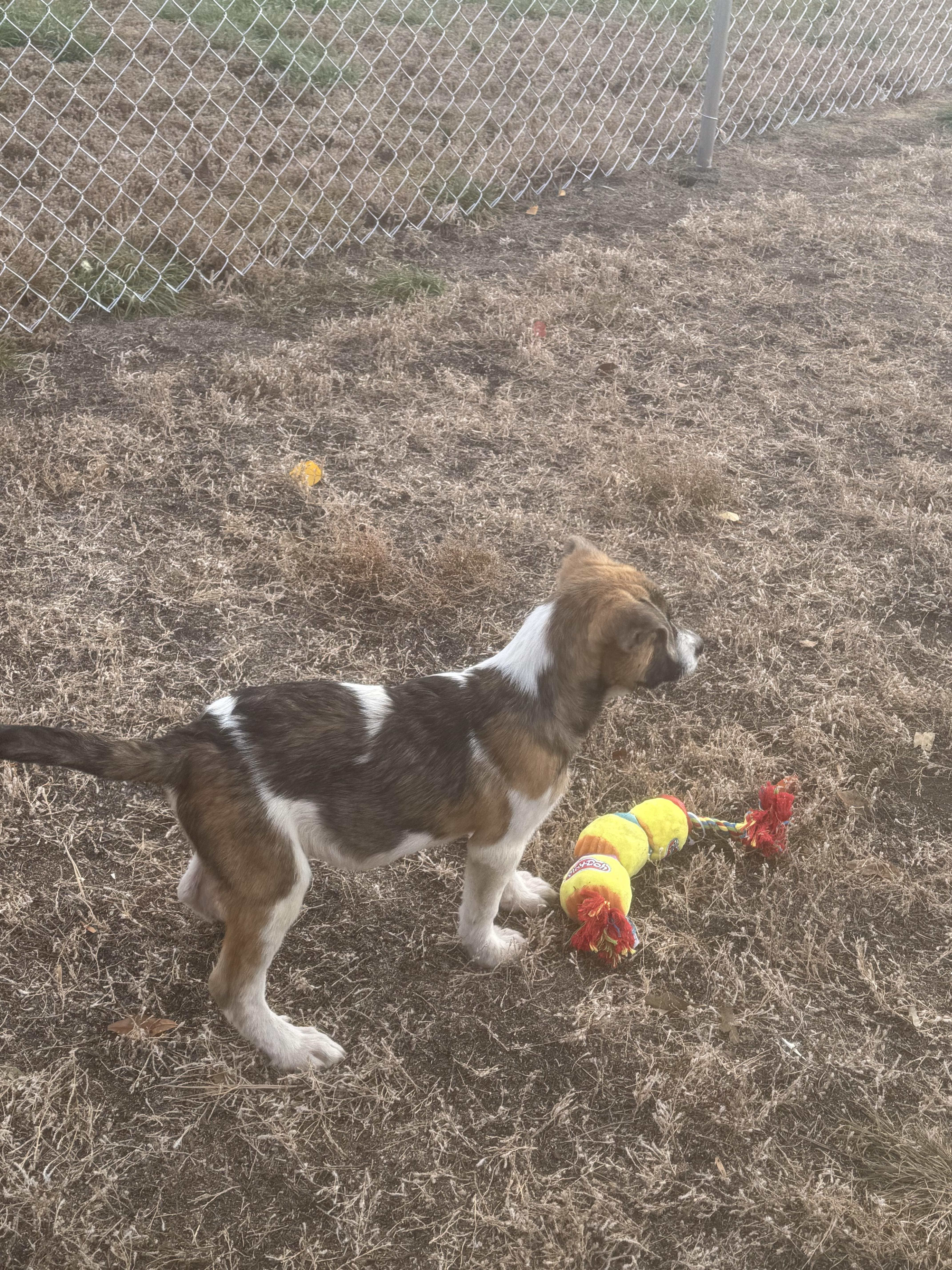 Enlarge Zipp, a Adoptable mixed breed in Havre, MT image 2/4