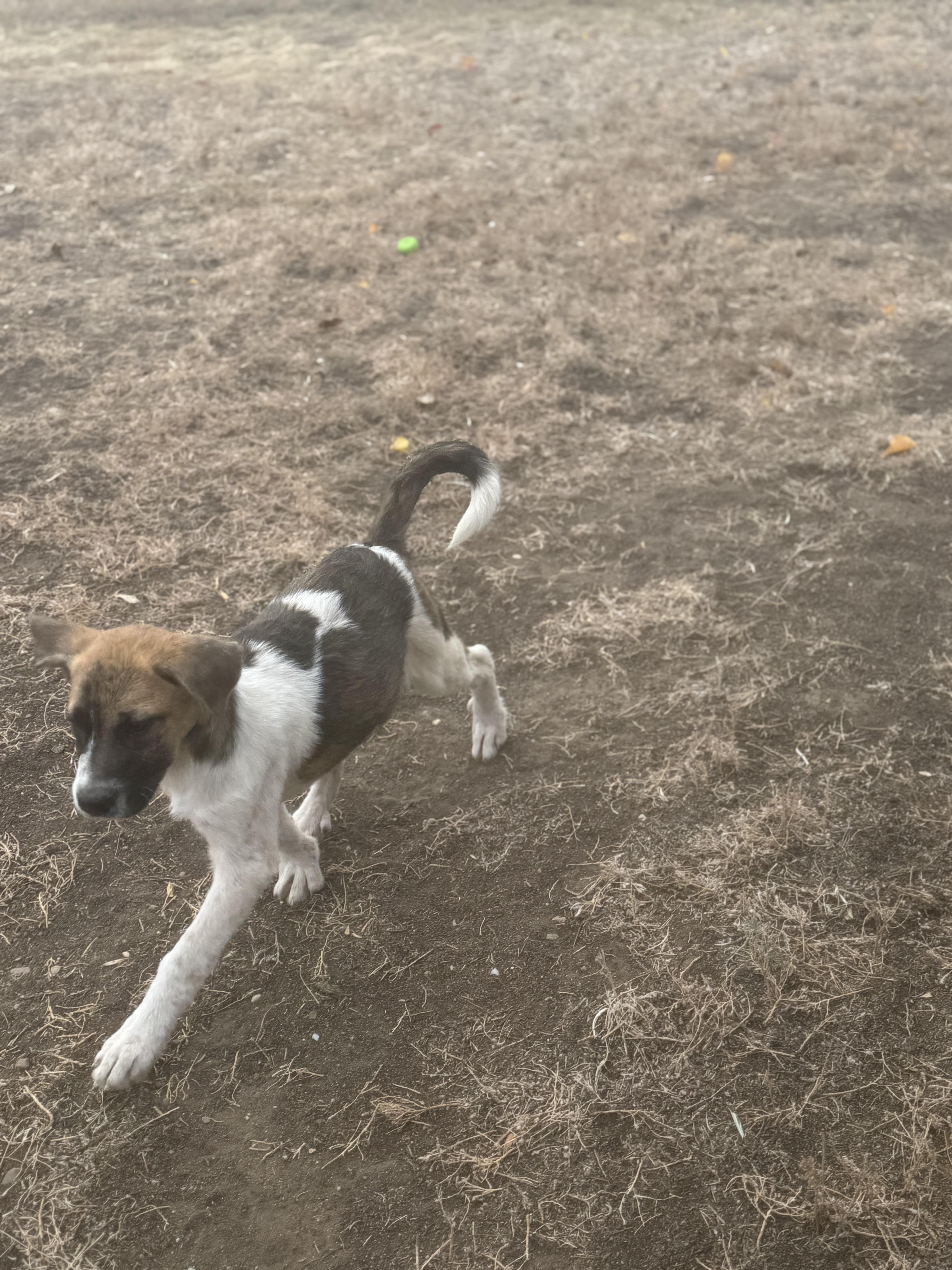 Zipp, an adoptable Mixed Breed in Havre, MT, 59501 | Photo Image 1
