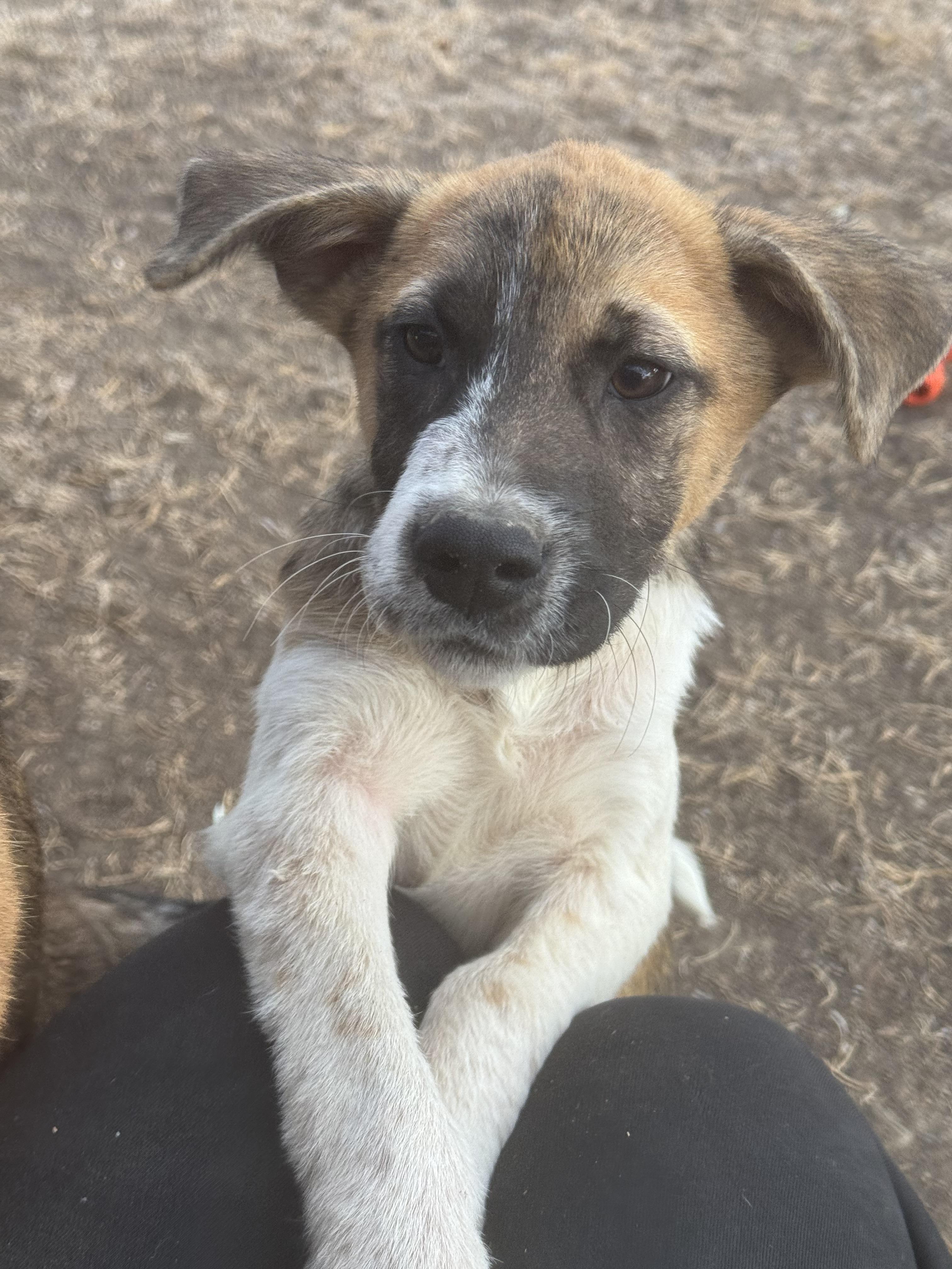 Enlarge Zipp, a Adoptable mixed breed in Havre, MT image 4/4
