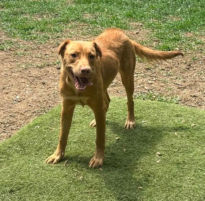 Enlarge Stella, a ADOPTABLE mixed breed in San Francisco, CA image 3/4