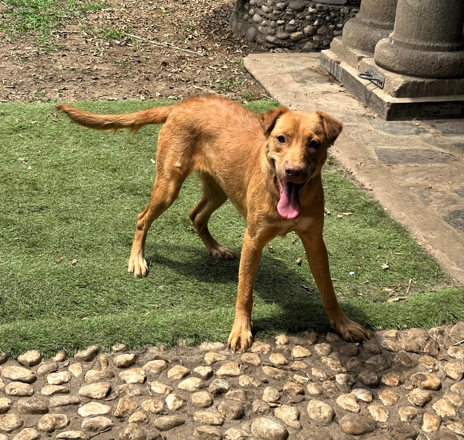 Stella, ADOPTABLE, Young Female Golden Retriever & Labrador Retriever.