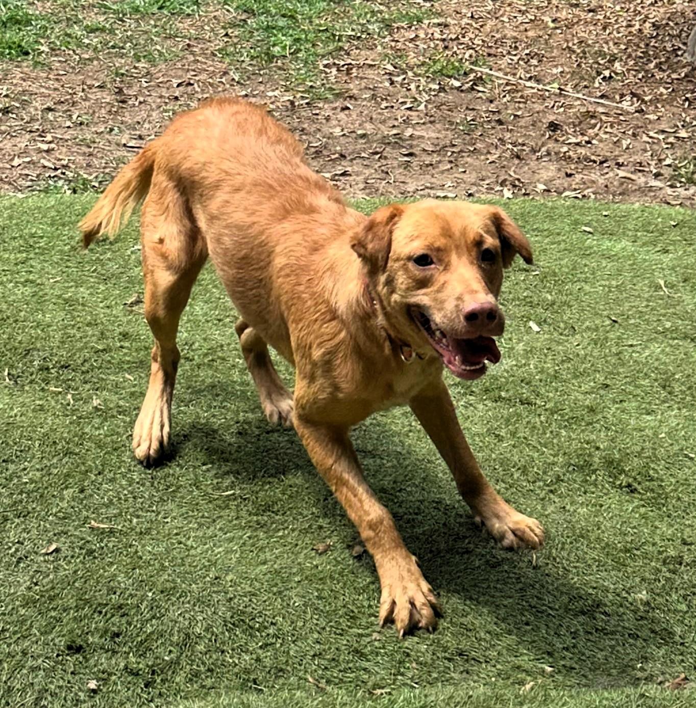 Enlarge Stella, a ADOPTABLE mixed breed in San Francisco, CA image 2/4