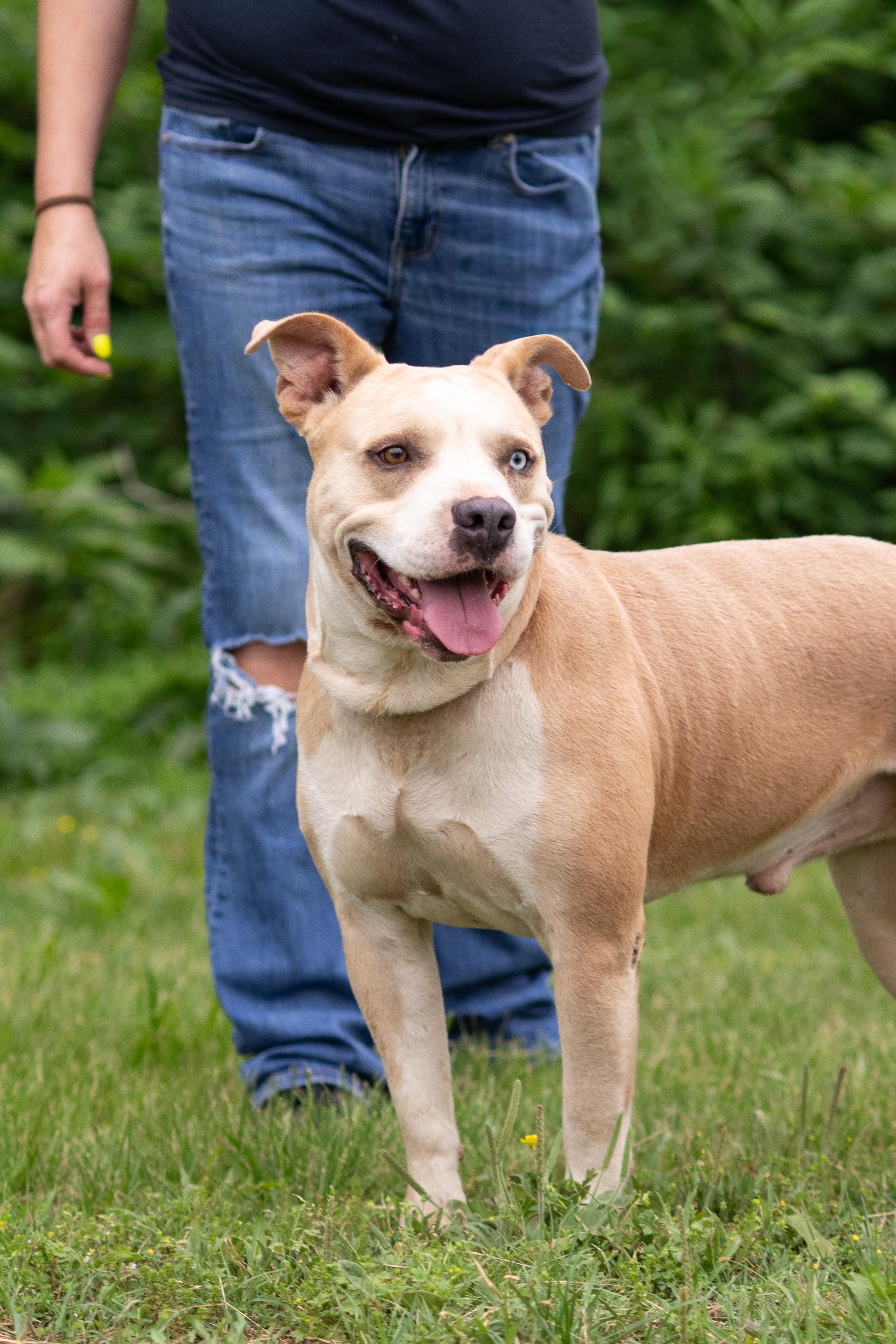 Loki , ADOPTABLE, Adult Male Pit Bull Terrier.
