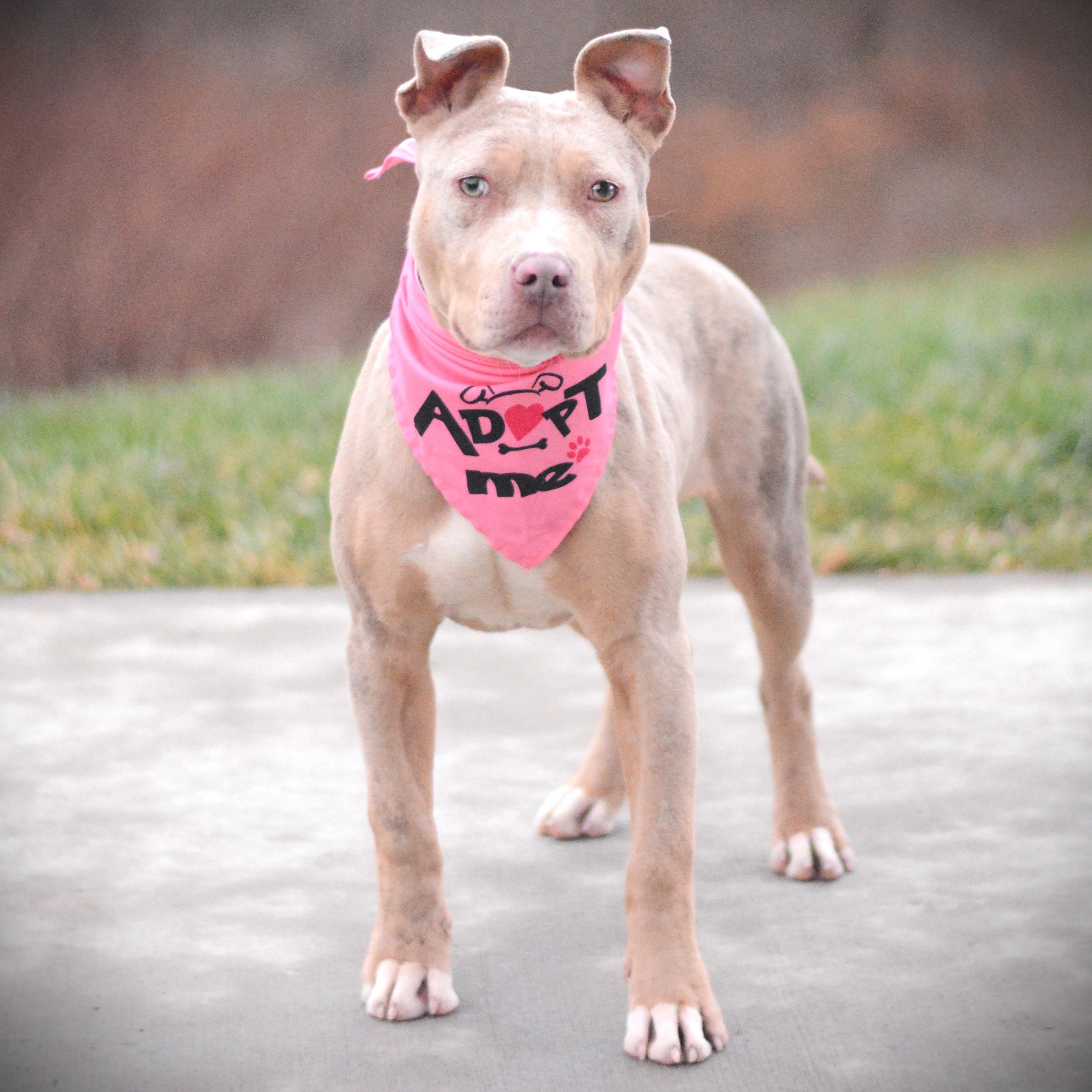 Enlarge Maya, an adoptable mixed breed in Amsterdam, NY image 3/3