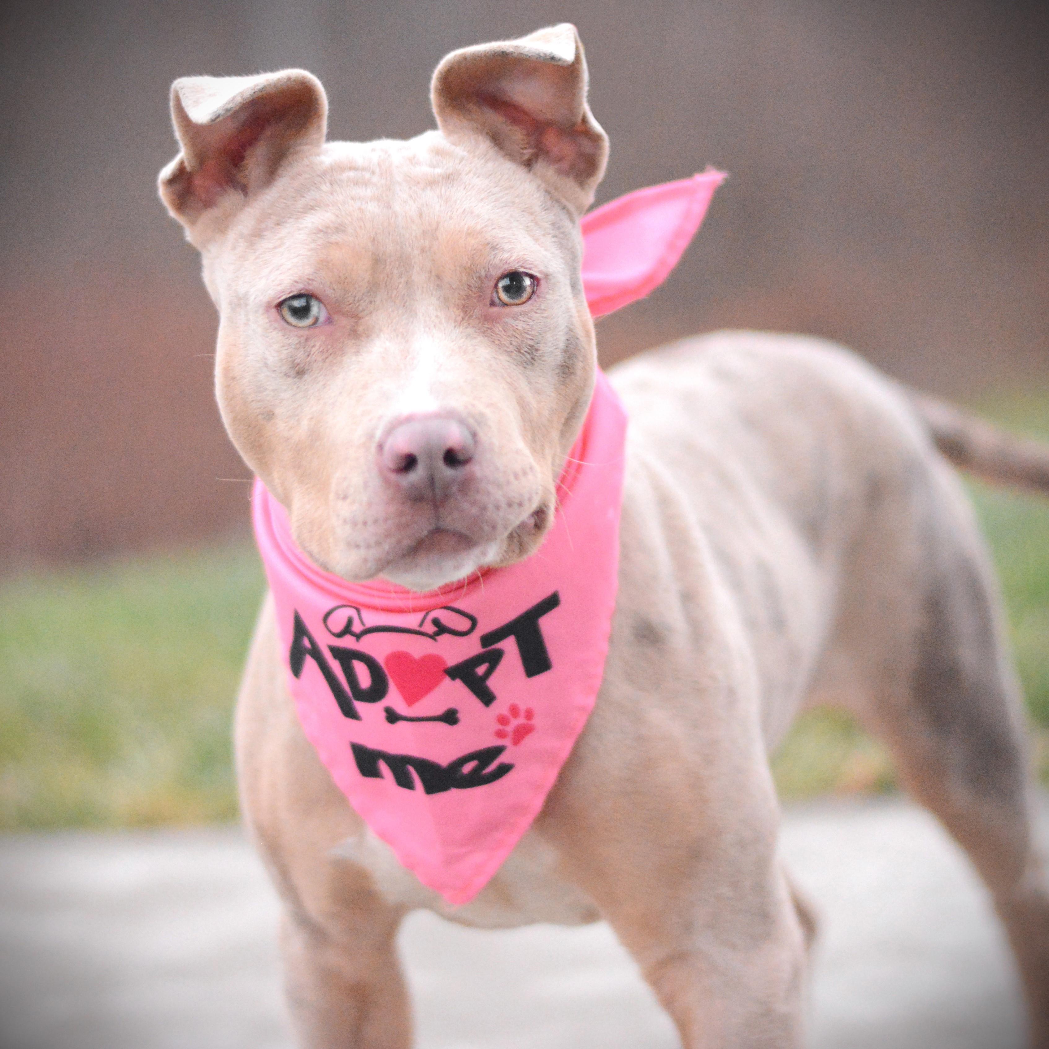 Enlarge Maya, an adoptable mixed breed in Amsterdam, NY image 1/3