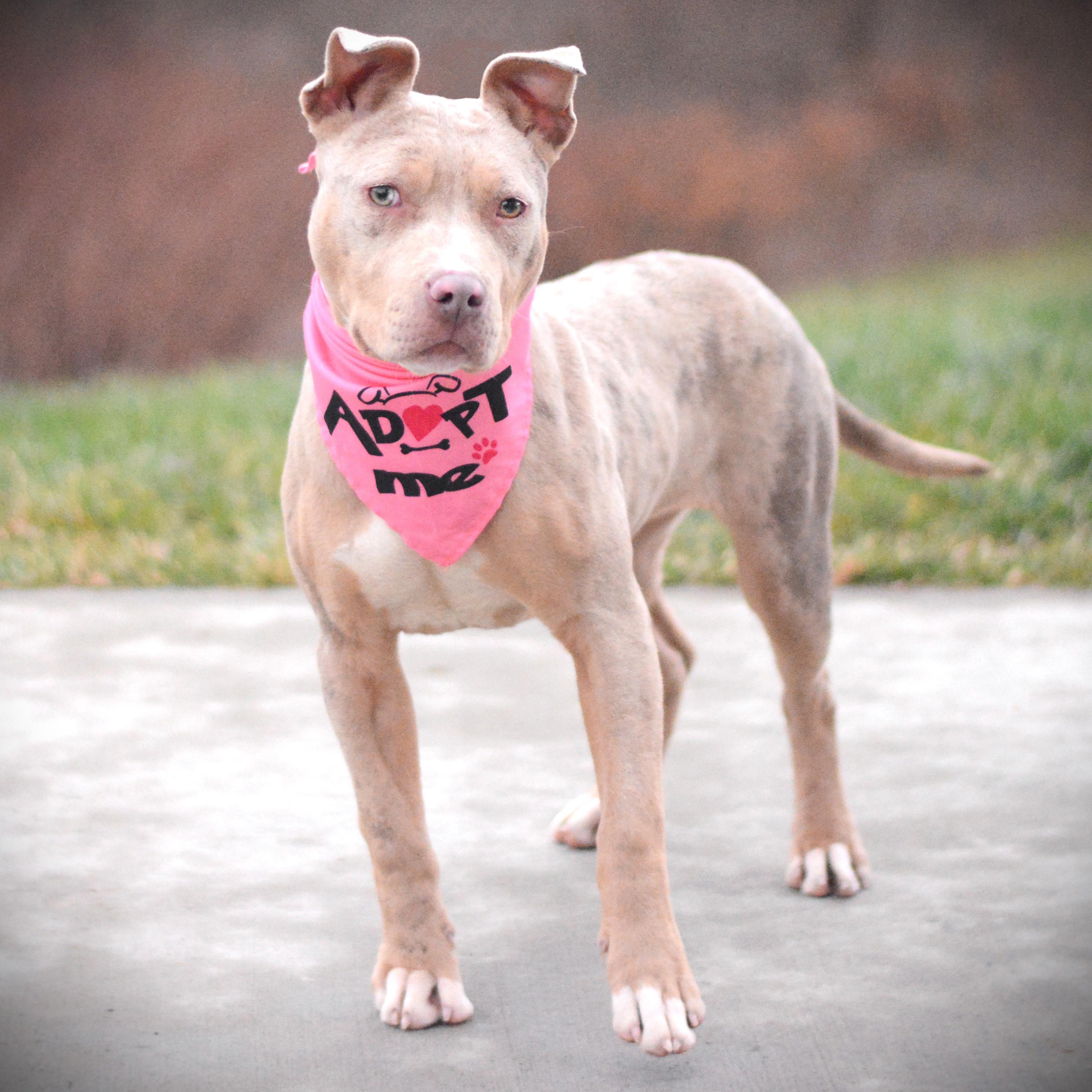 Enlarge Maya, an adoptable mixed breed in Amsterdam, NY image 2/3