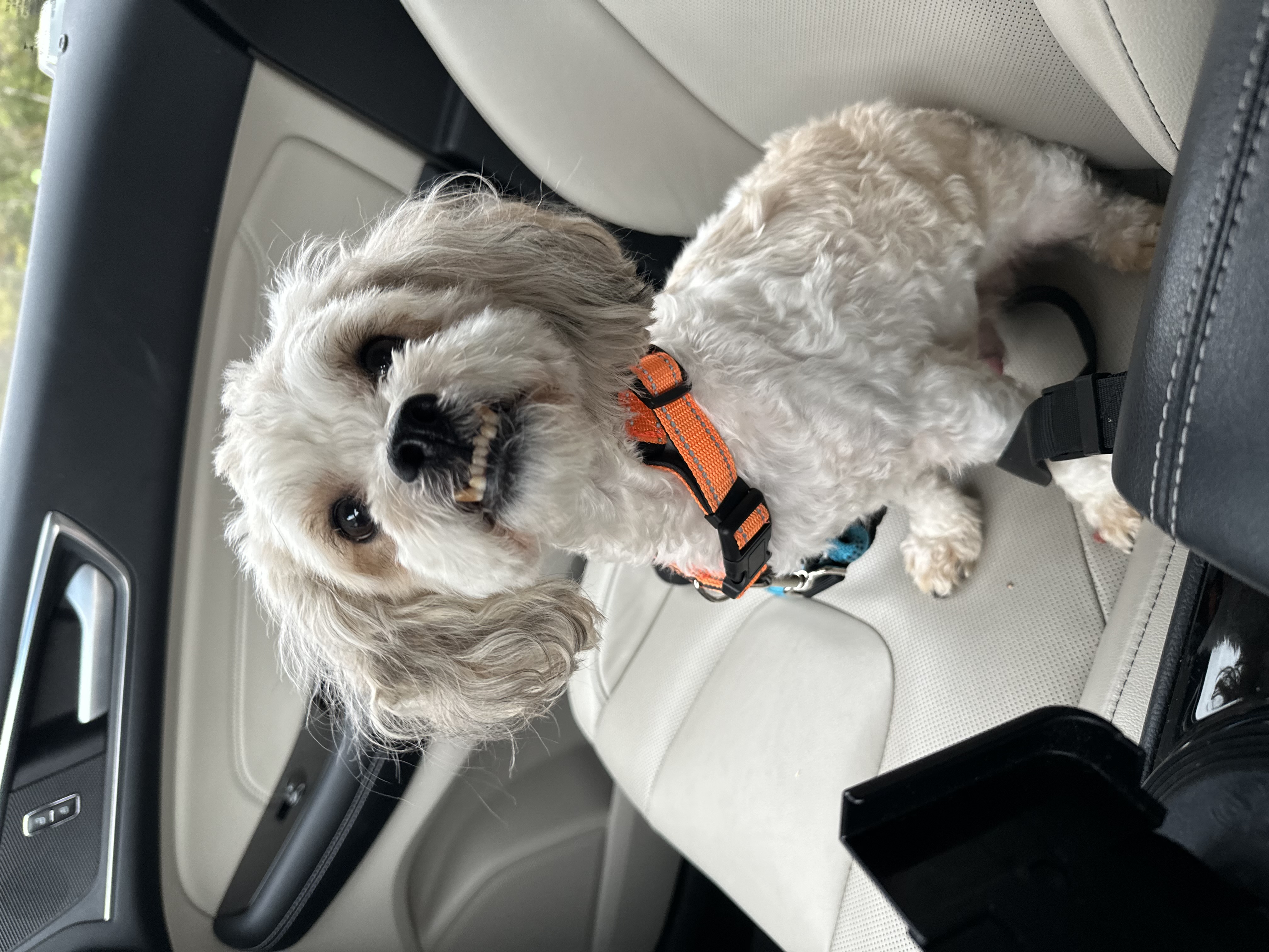 Barkley, an adopted Pekingese & Miniature Poodle Mix in Blue Springs, MO_image-1