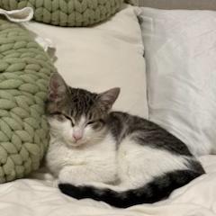 Enlarge Bagel, an adopted Domestic Short Hair in Evanston, IL image 1/1