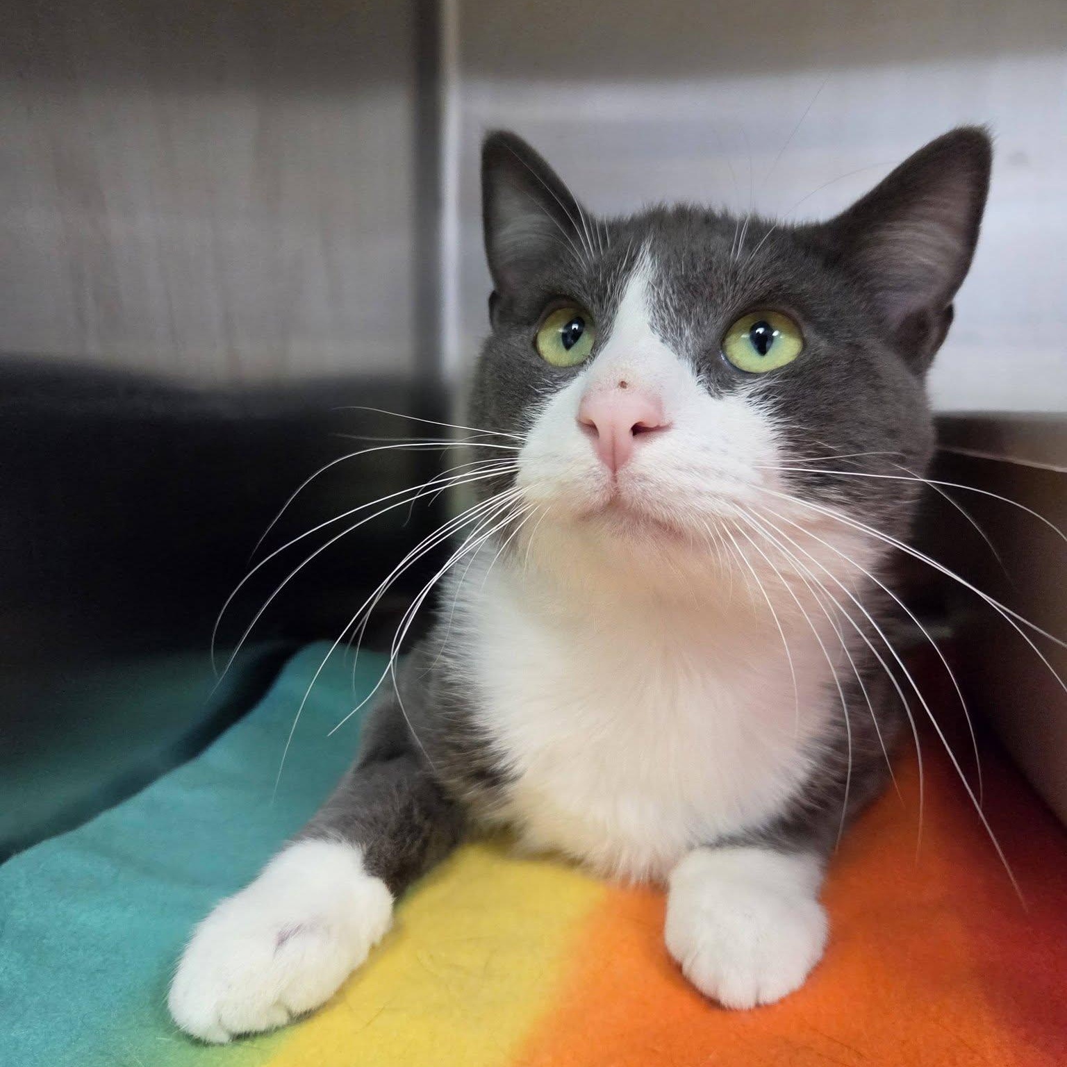 Popper, Adoptable, Adult Male Domestic Short Hair.