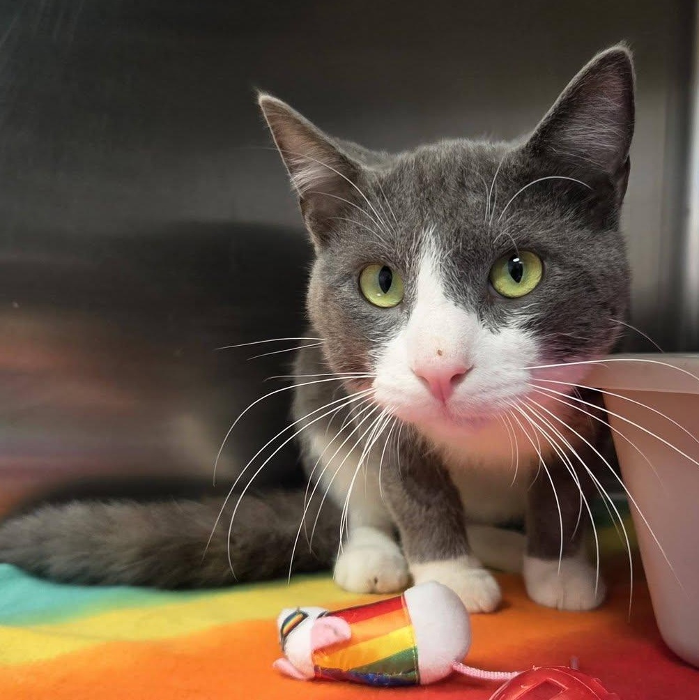 Enlarge Popper, a Adoptable Domestic Short Hair in Chilton, WI image 3/5