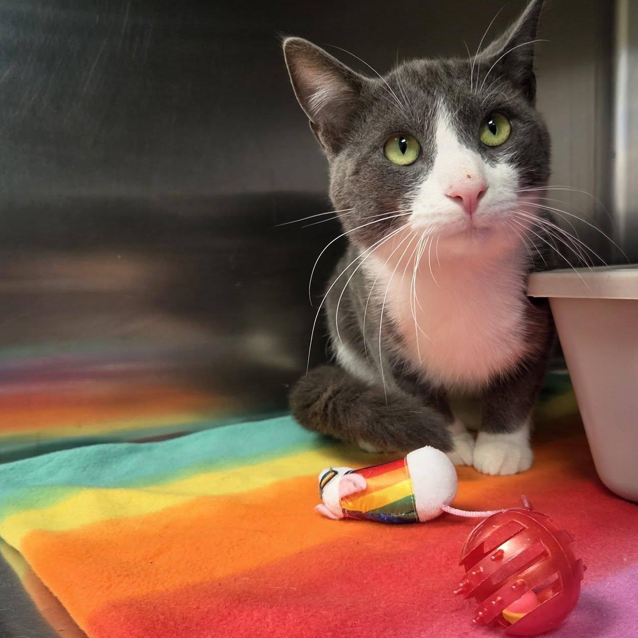 Enlarge Popper, a Adoptable Domestic Short Hair in Chilton, WI image 2/5