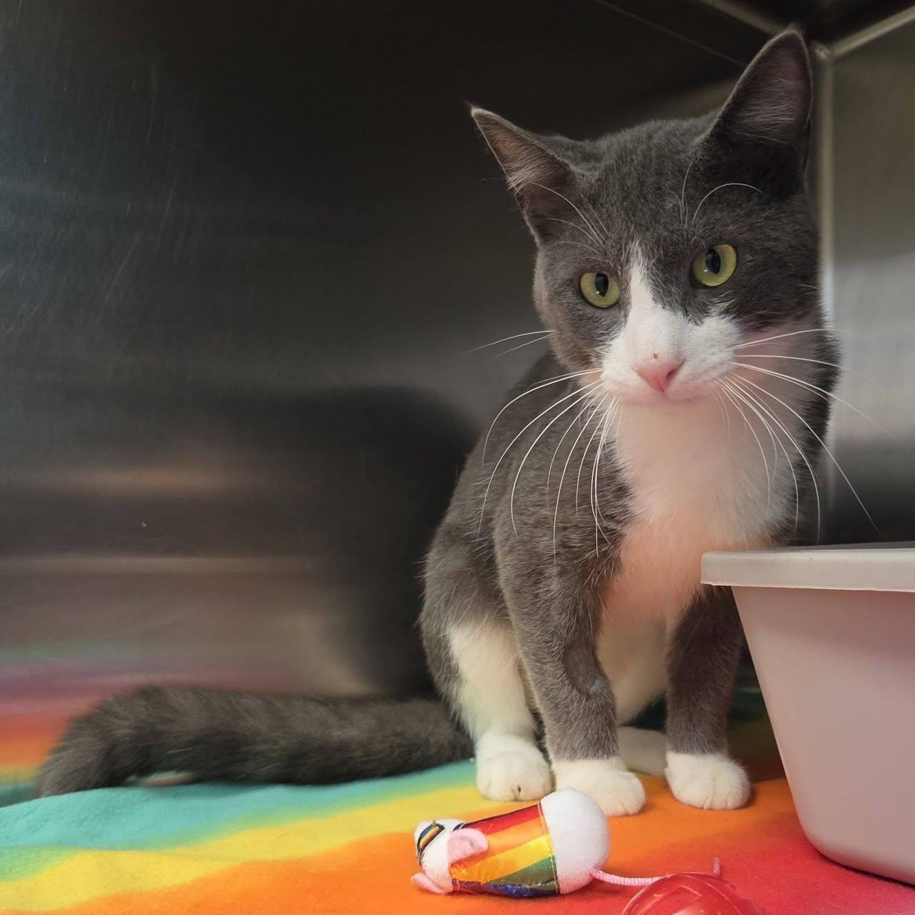 Enlarge Popper, a Adoptable Domestic Short Hair in Chilton, WI image 4/5