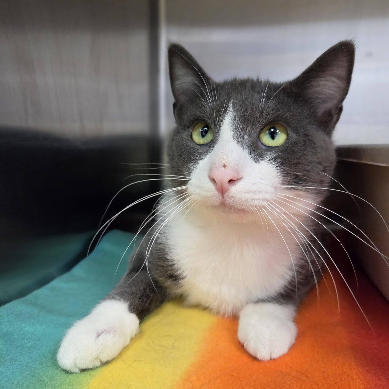 Enlarge Popper, a Adoptable Domestic Short Hair in Chilton, WI image 5/5