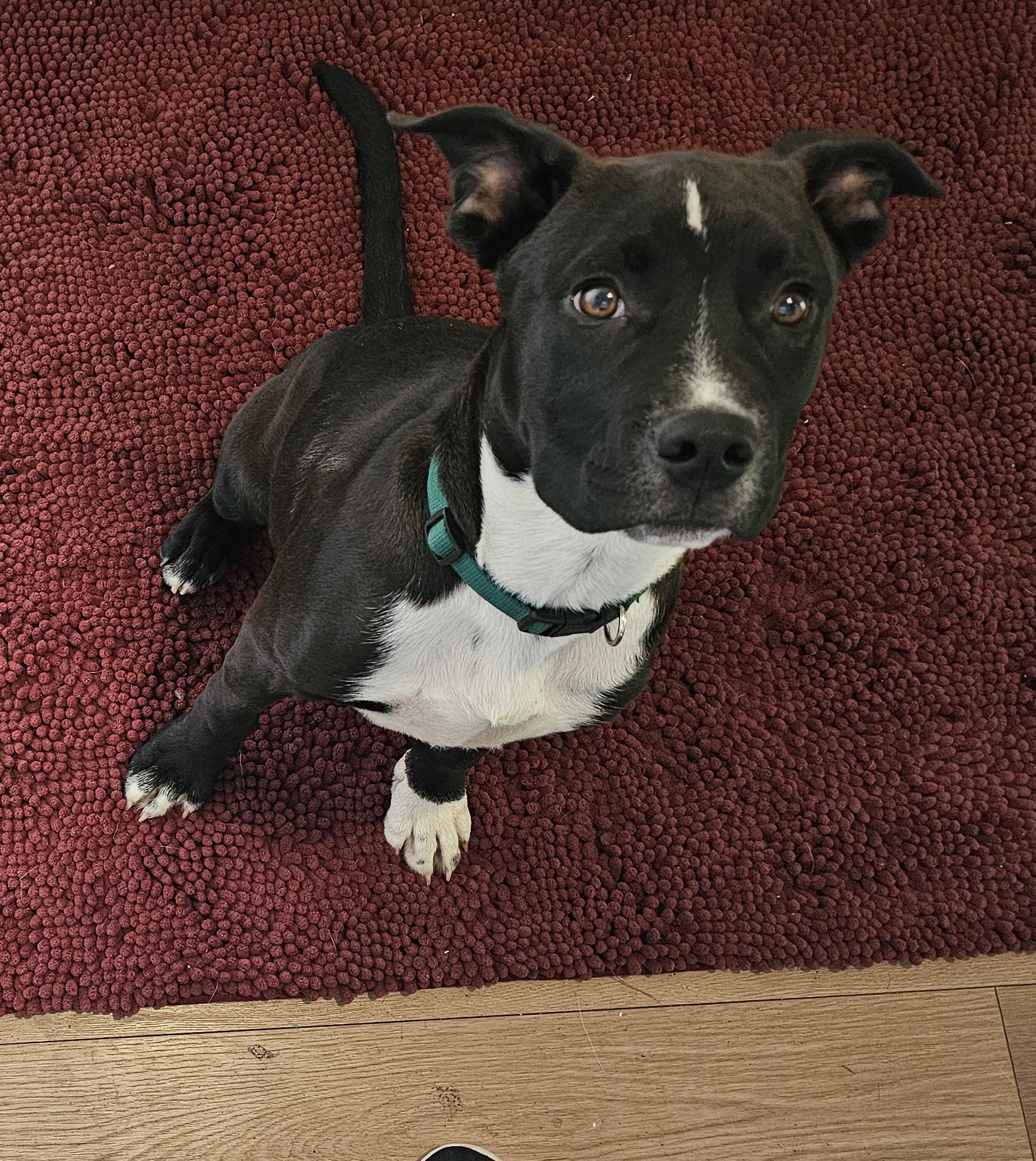 Luca, a Adoptable mixed breed in Newport Beach, CA image 3/6