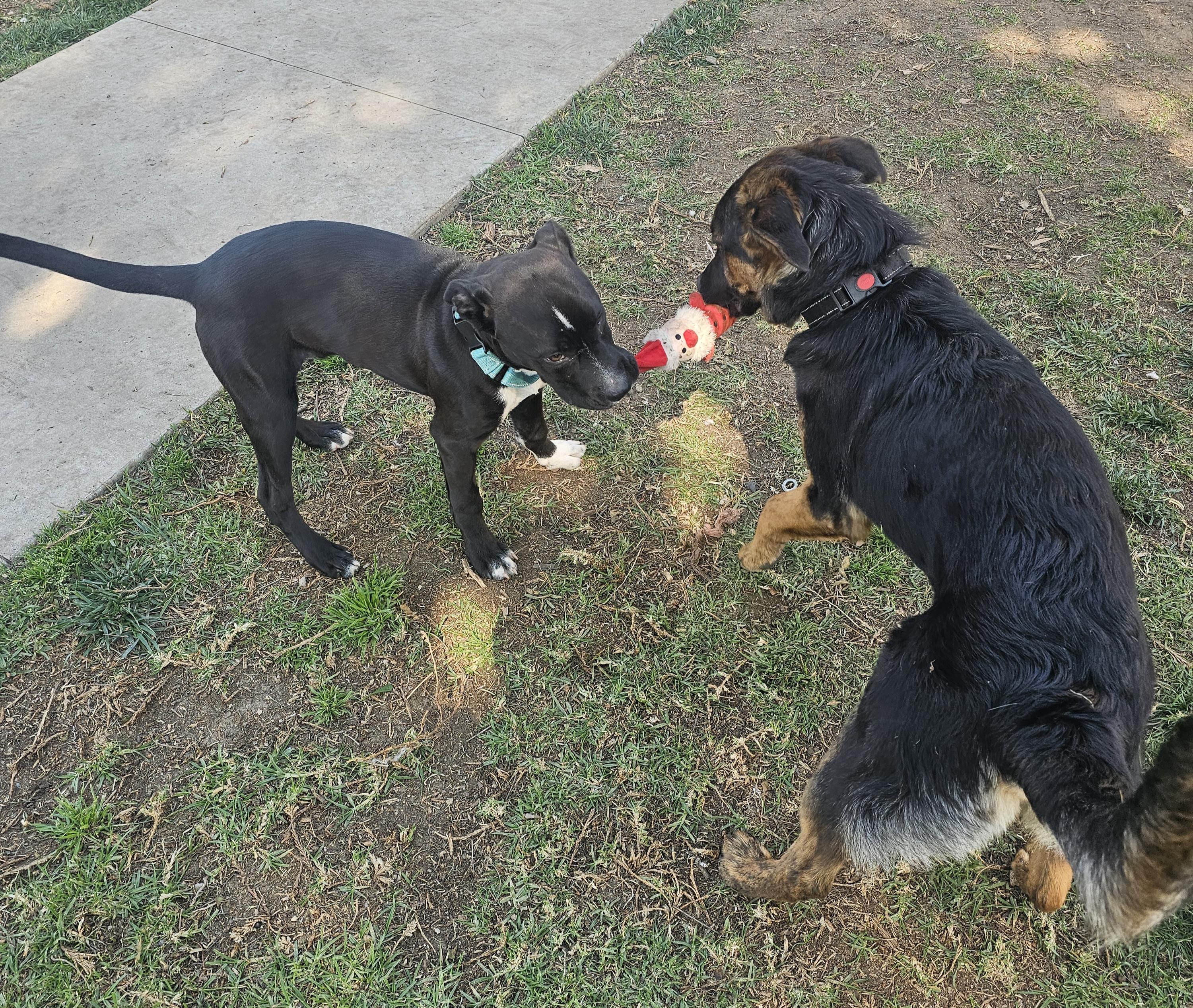 Luca, a Adoptable mixed breed in Newport Beach, CA image 4/6