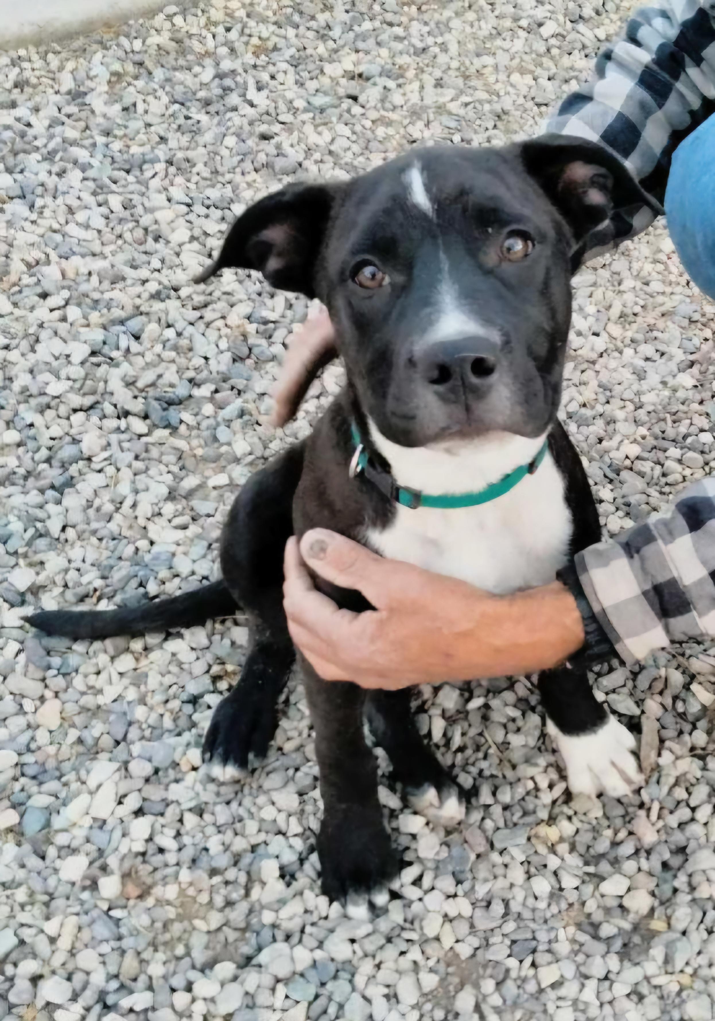 Luca, Adoptable, Puppy Male Black Labrador Retriever & Pit Bull Terrier.