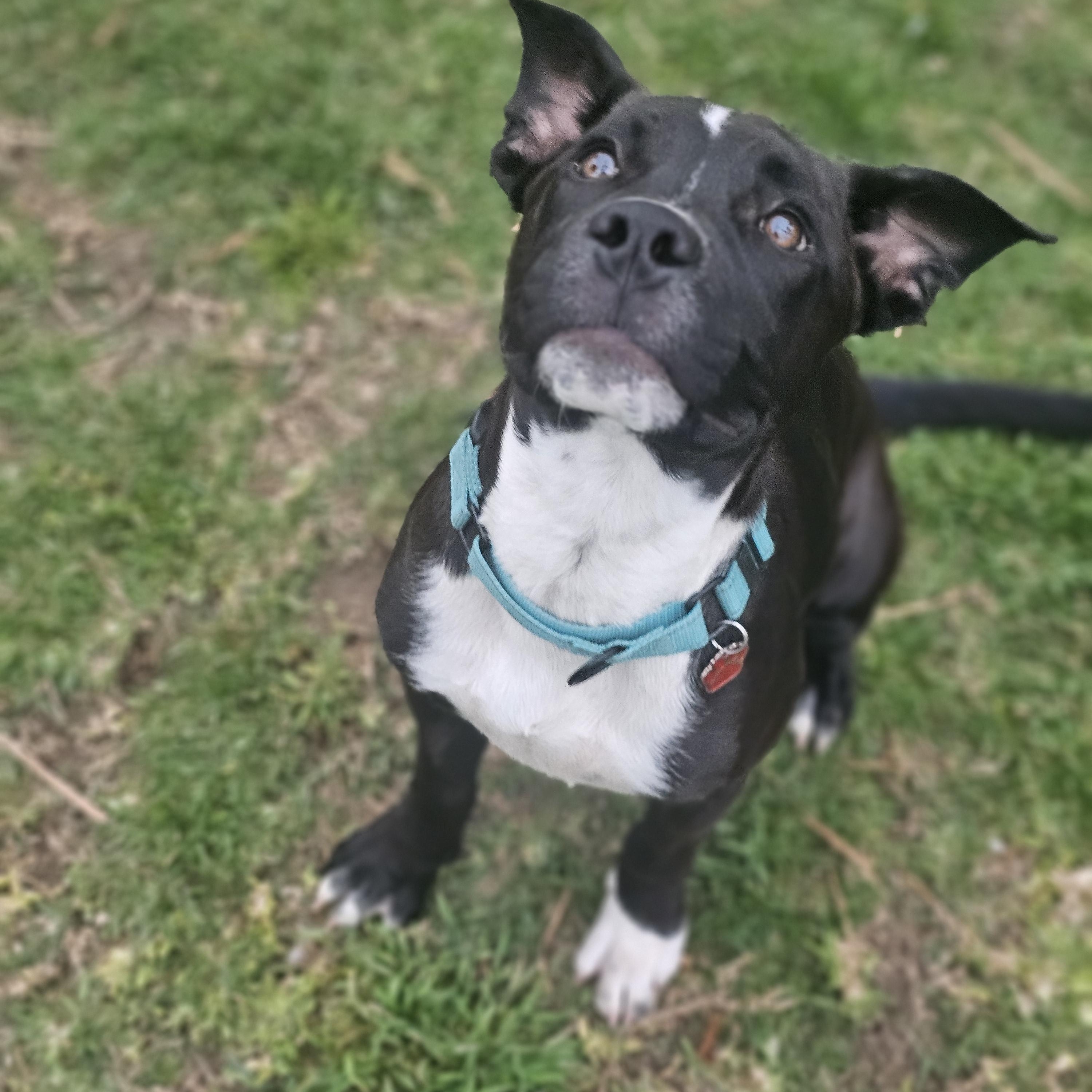 Luca, a Adoptable mixed breed in Newport Beach, CA image 2/6