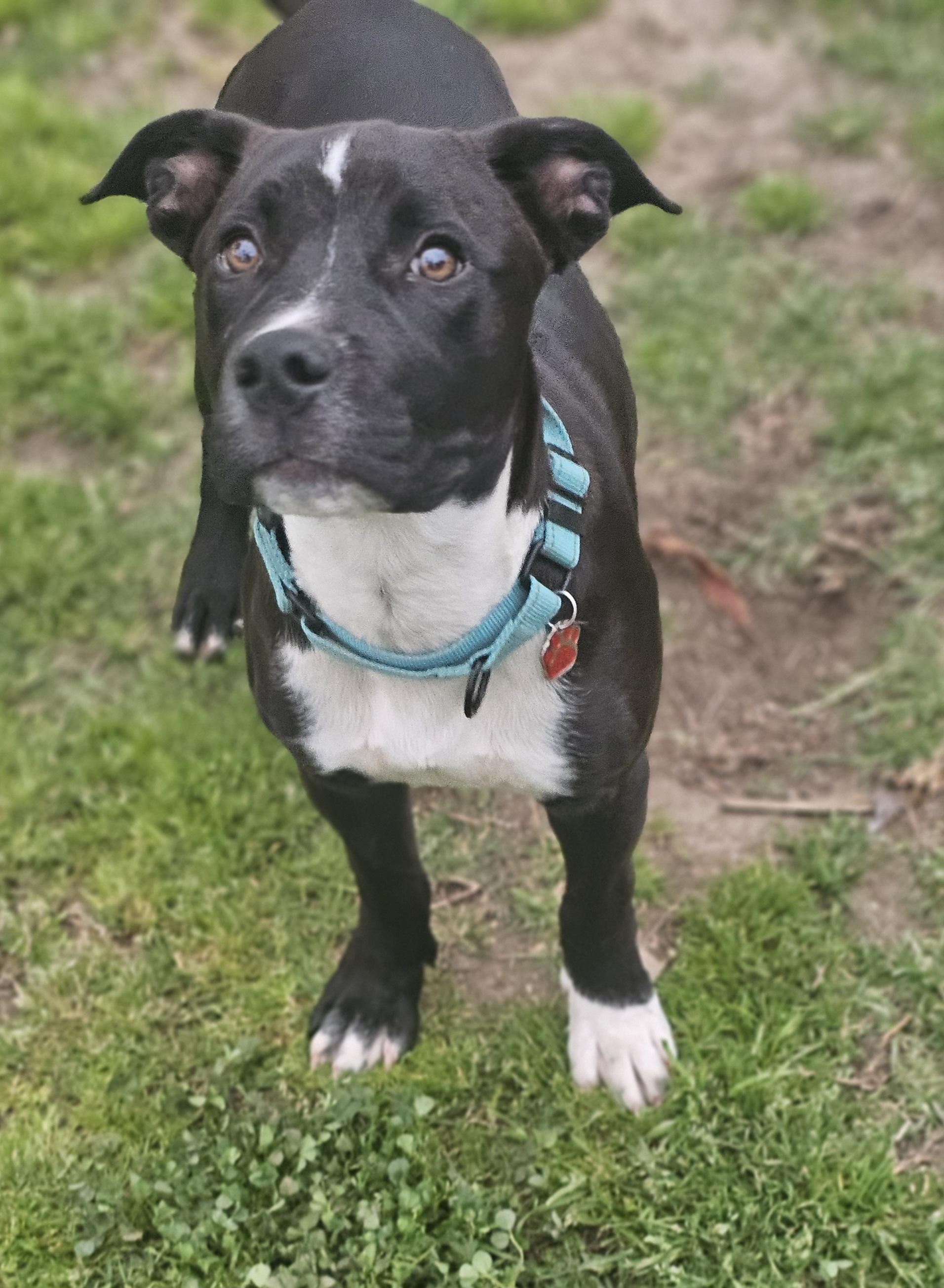Luca, a Adoptable mixed breed in Newport Beach, CA image 5/6