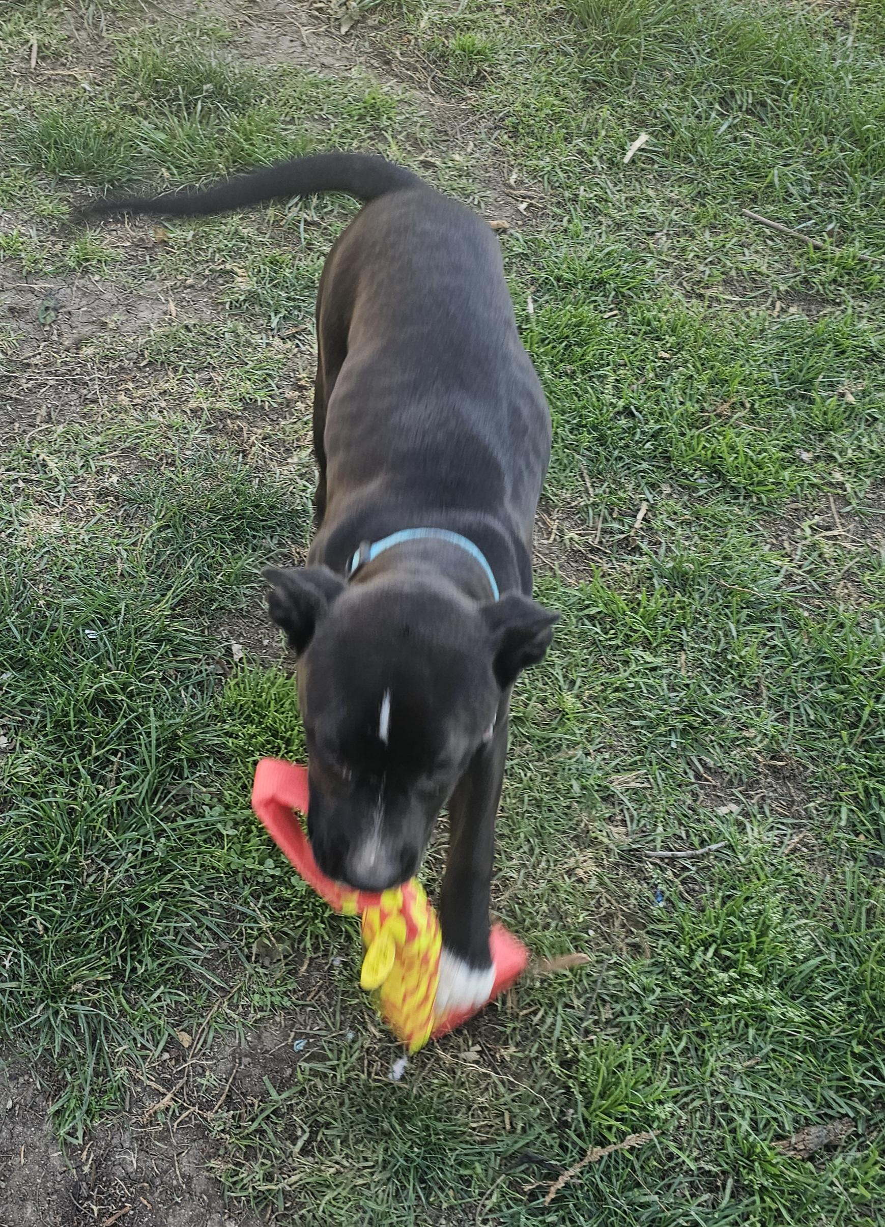Luca, a Adoptable mixed breed in Newport Beach, CA image 6/6