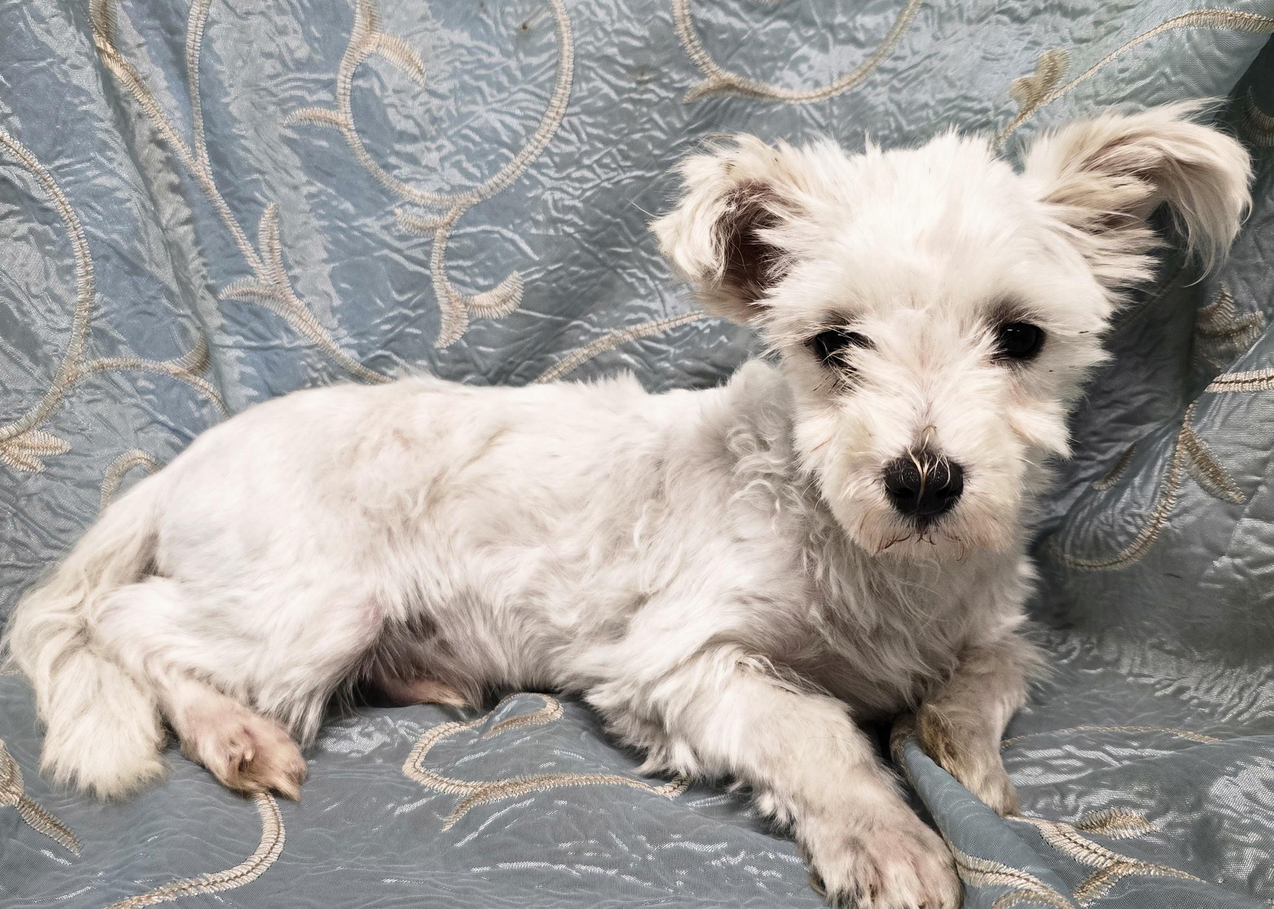 Lucky, Baby Male Maltese