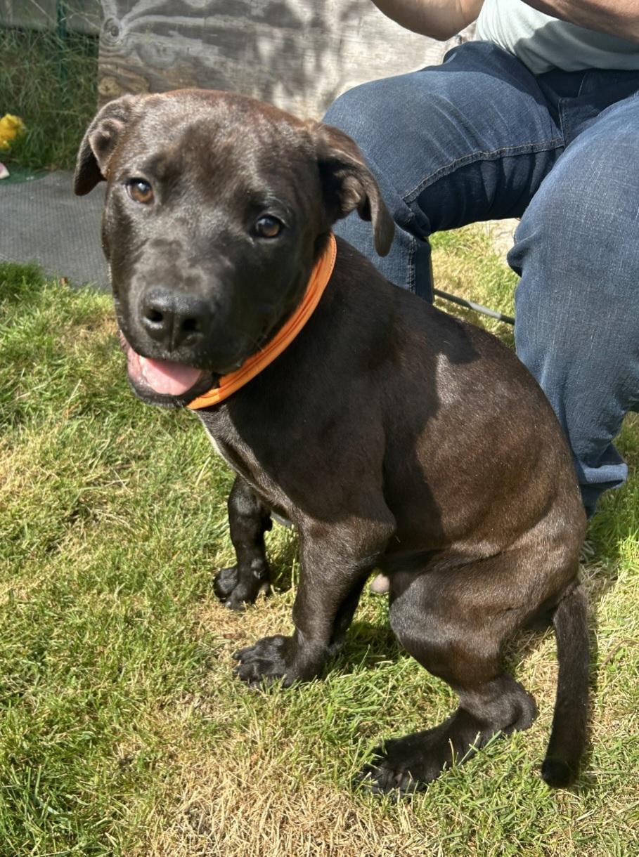 Enlarge Berkley, a ADOPTABLE mixed breed in AUBURN, WA image 2/3