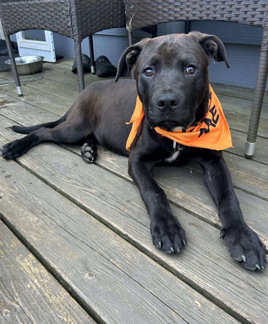 Enlarge Berkley, a ADOPTABLE mixed breed in AUBURN, WA image 1/3