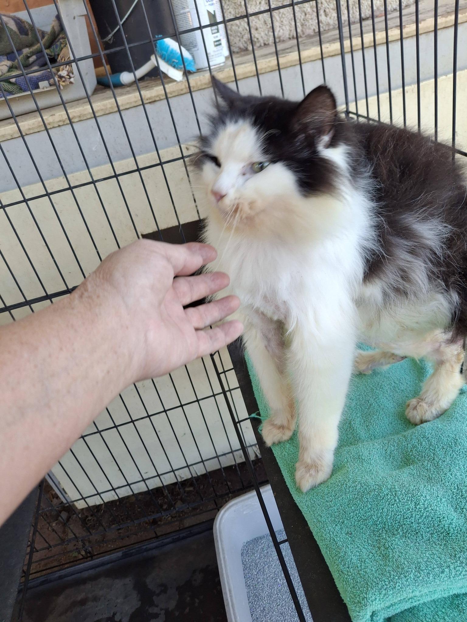 Enlarge MOJO, an adopted Domestic Long Hair in Cottonwood, CA image 3/4