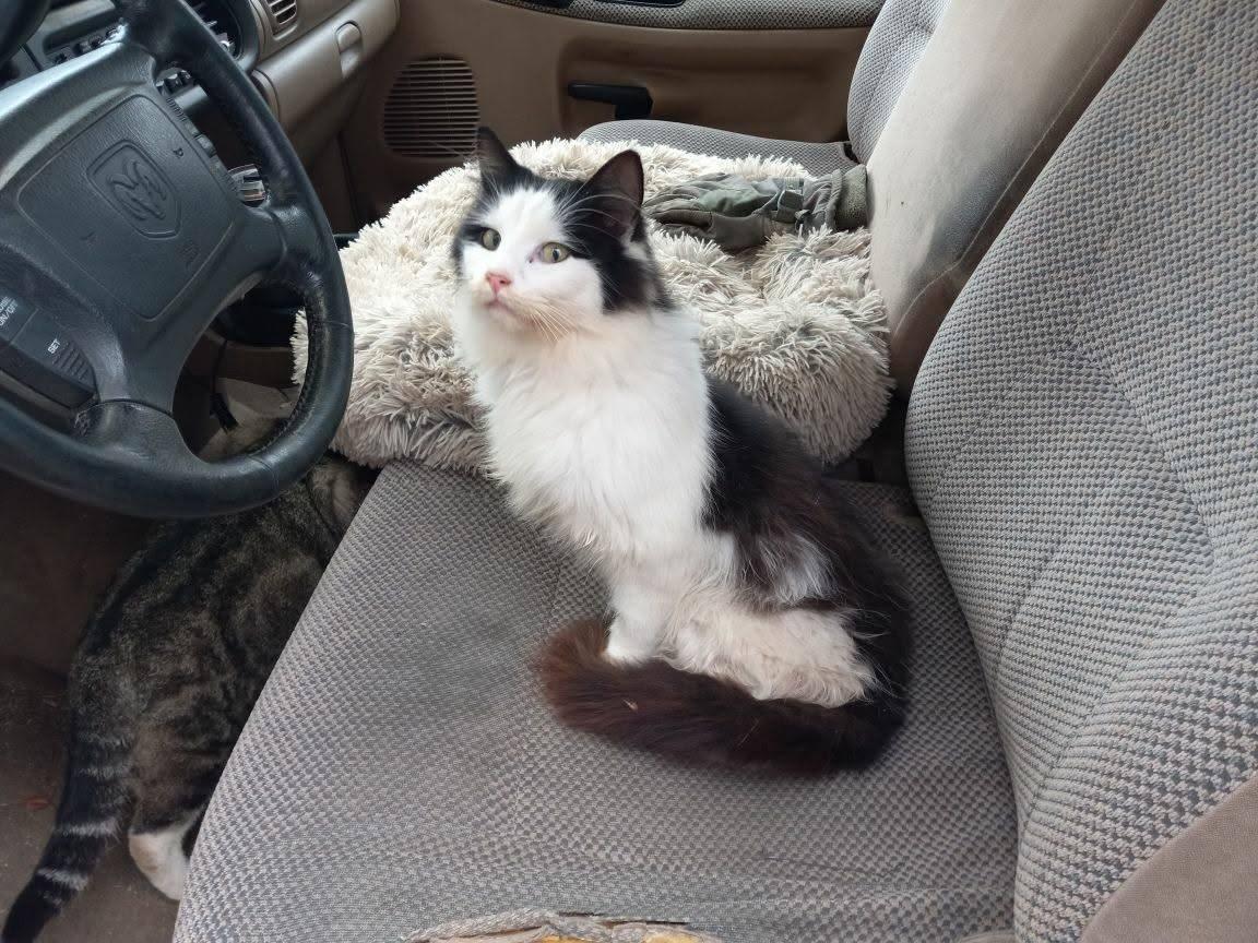 Enlarge MOJO, an adopted Domestic Long Hair in Cottonwood, CA image 2/4