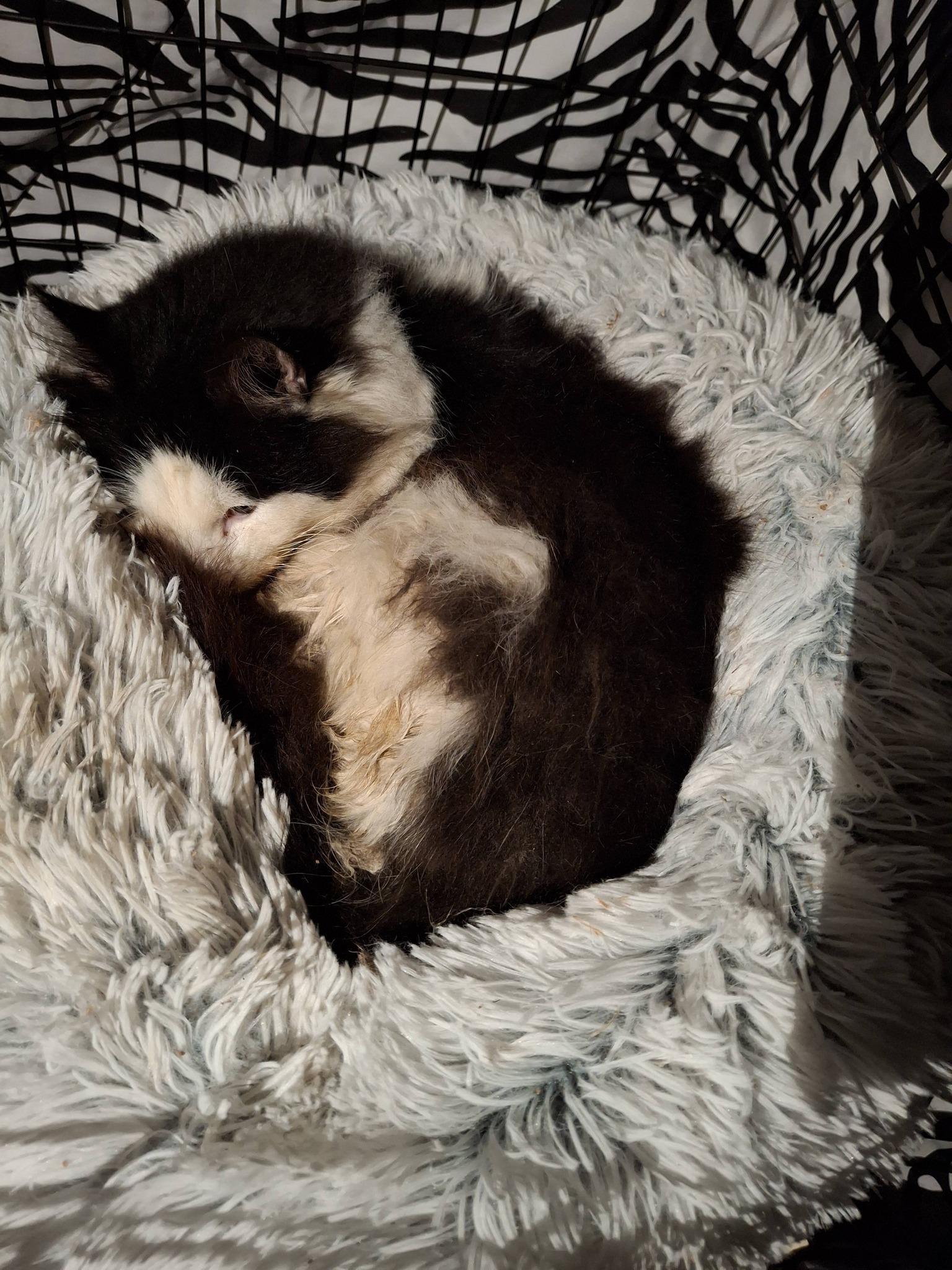 Enlarge MOJO, an adopted Domestic Long Hair in Cottonwood, CA image 4/4