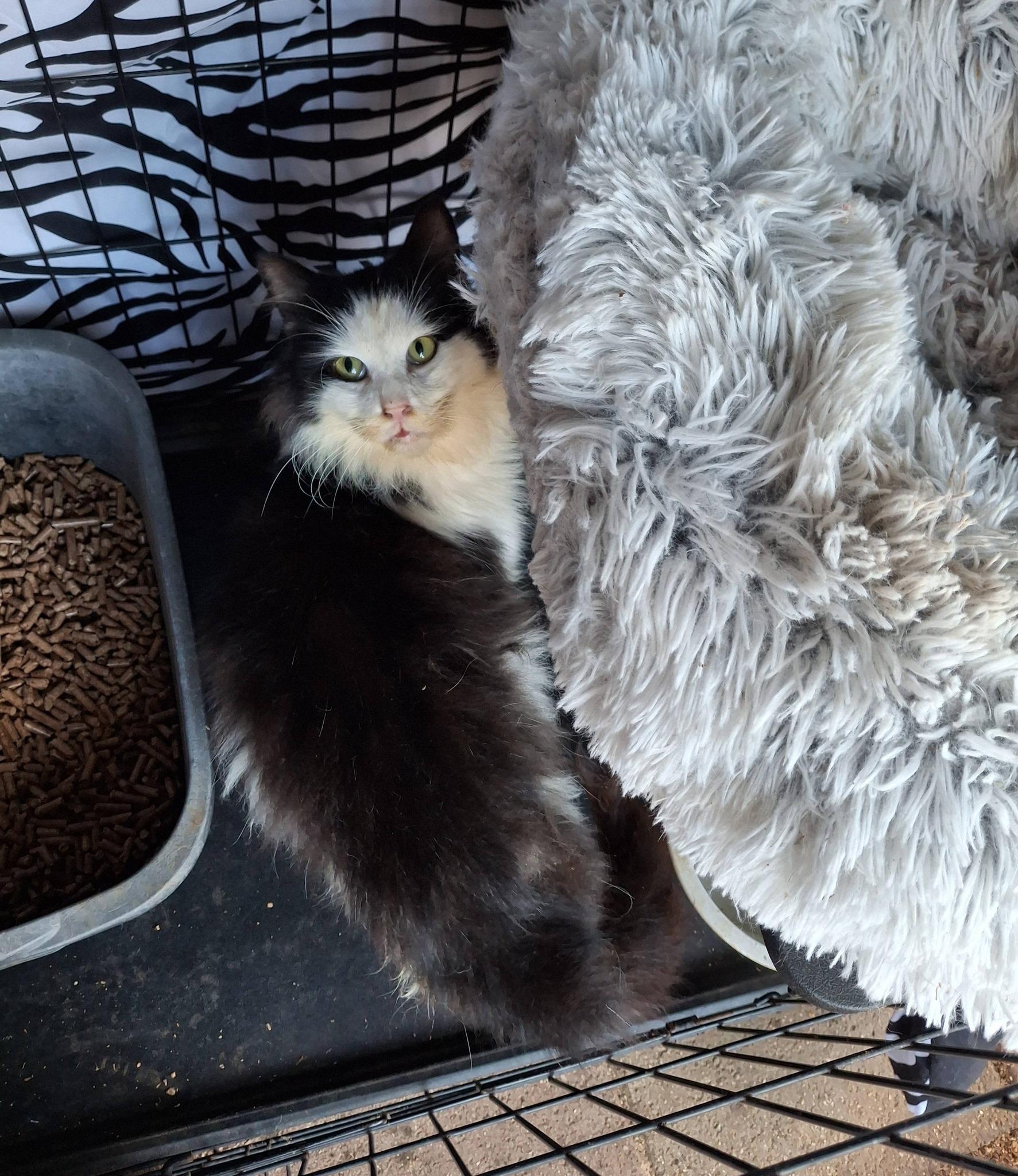 MOJO, adopted, Young Male Domestic Long Hair.