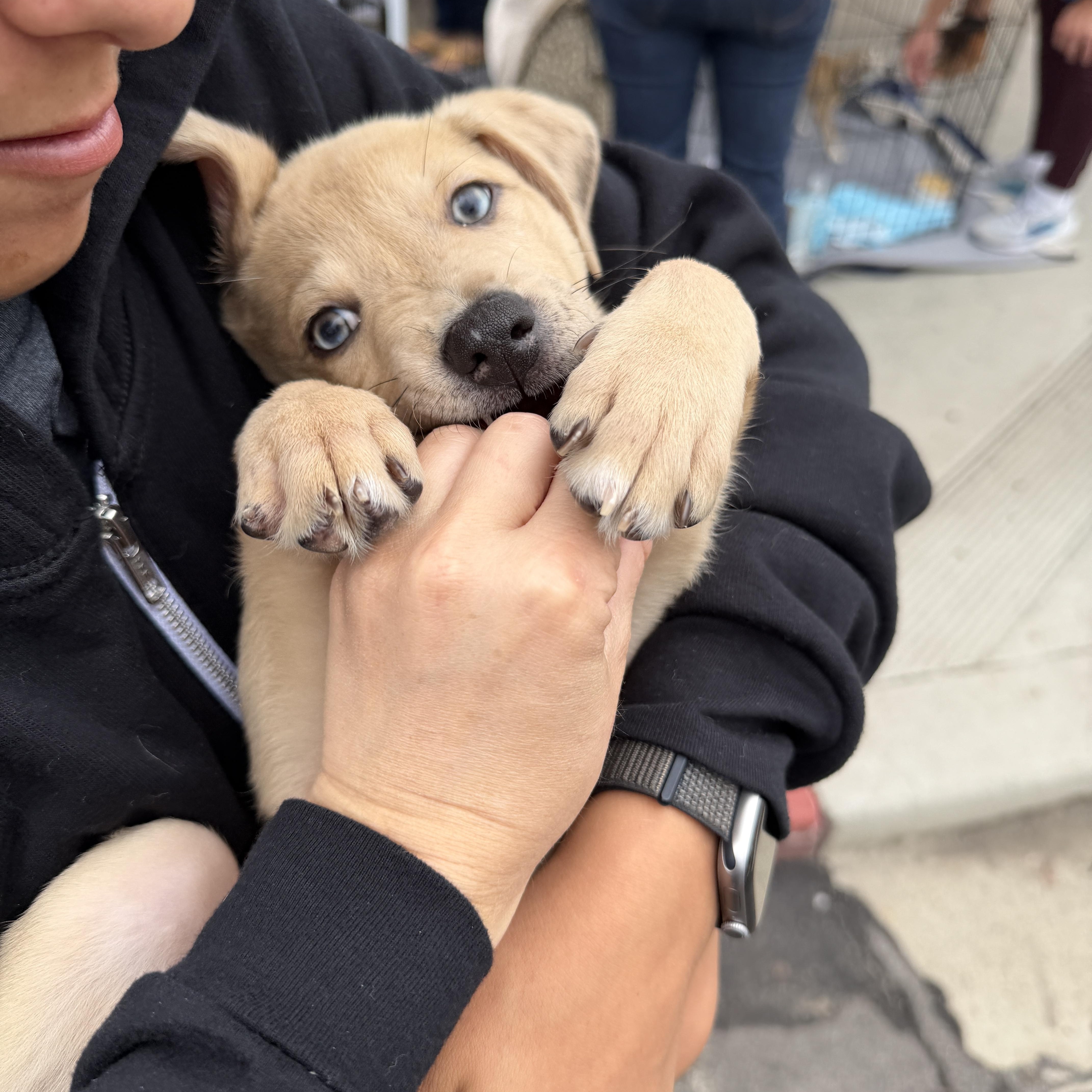 Fruit Loops, Adopted, Puppy Male Labrador Retriever & Australian Shepherd.