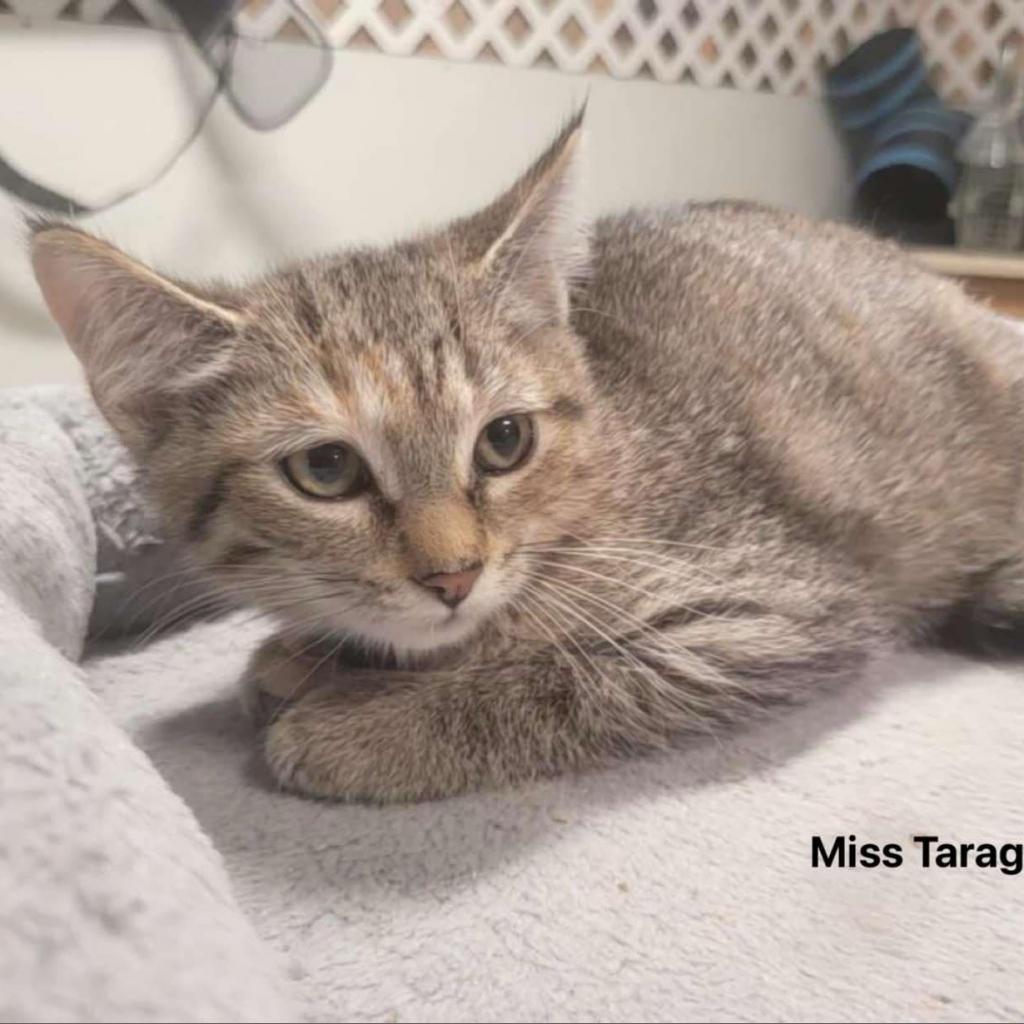 Miss Taragon, Adoptable, Young Female Domestic Short Hair.