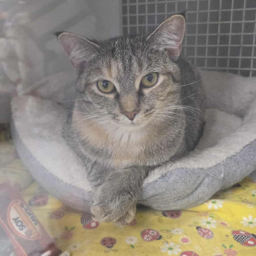 Enlarge Miss Taragon, a Adoptable Domestic Short Hair in Inwood, WV image 2/3