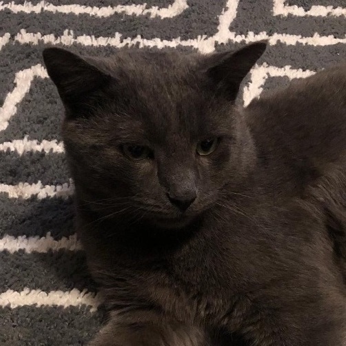 Silver, a Adoptable Domestic Short Hair in Kenhorst, PA image 2/2