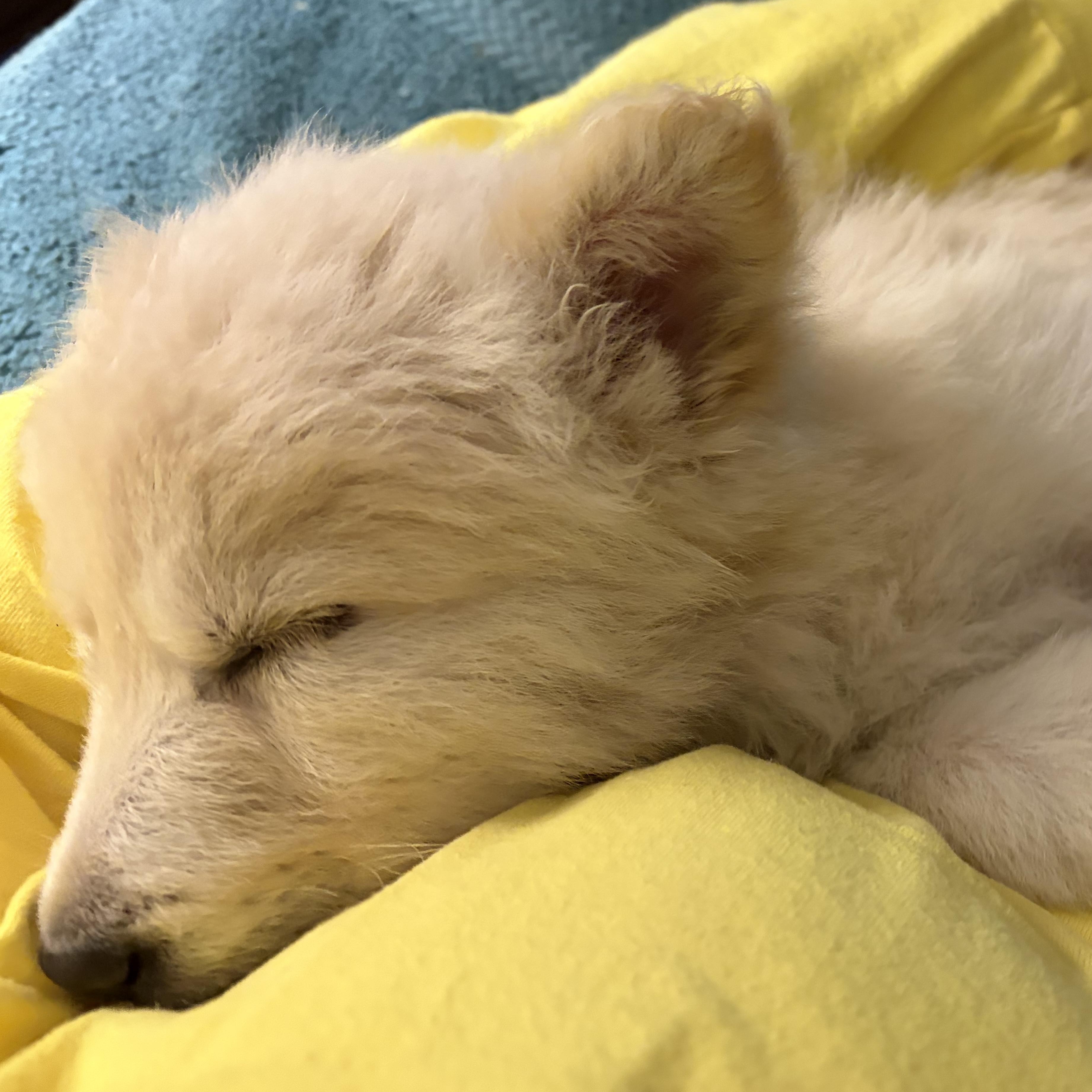 MARIA, a ADOPTABLE mixed breed in Dumont, NJ image 4/4