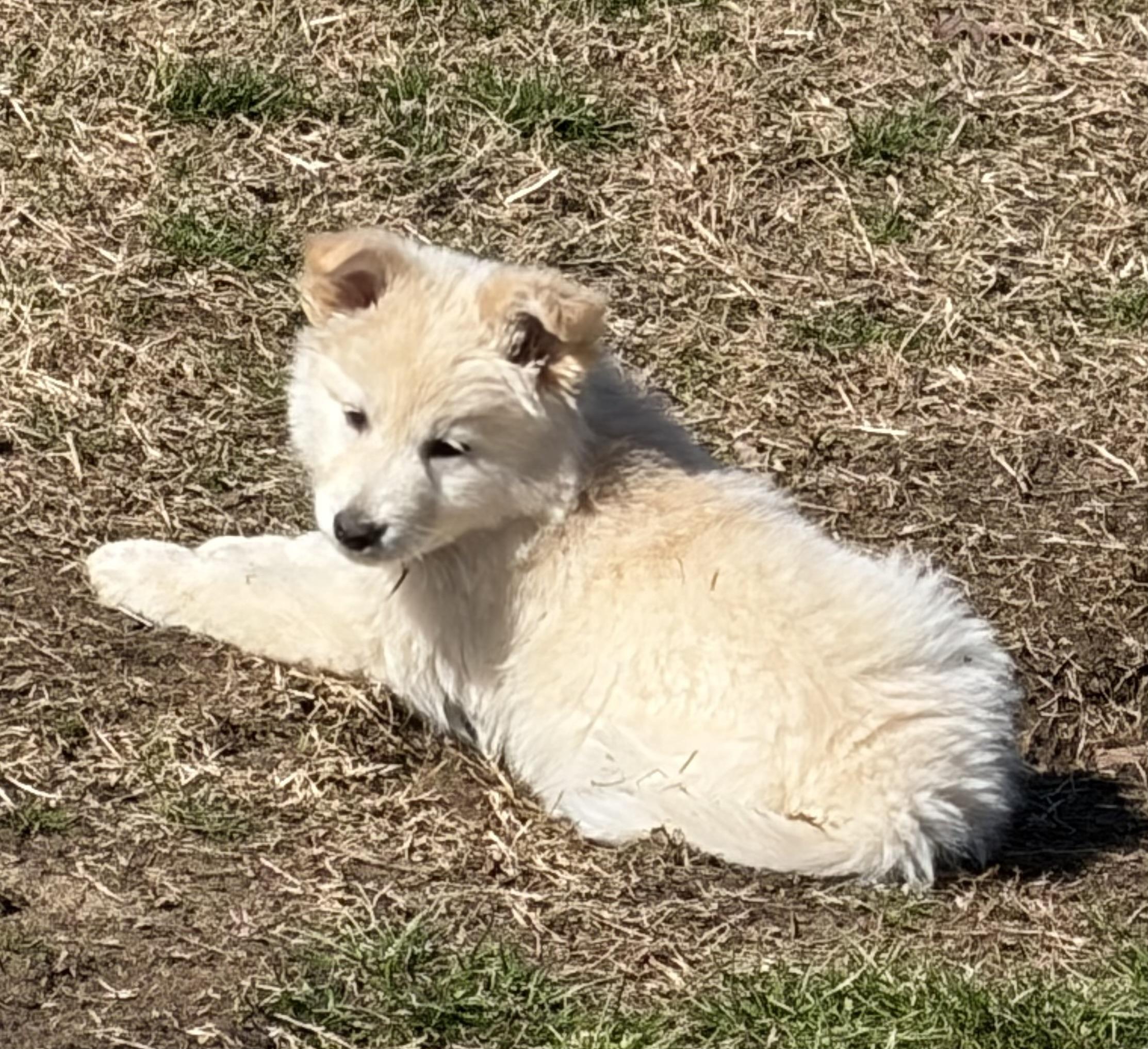 MARIA, ADOPTABLE, Puppy Female Husky.
