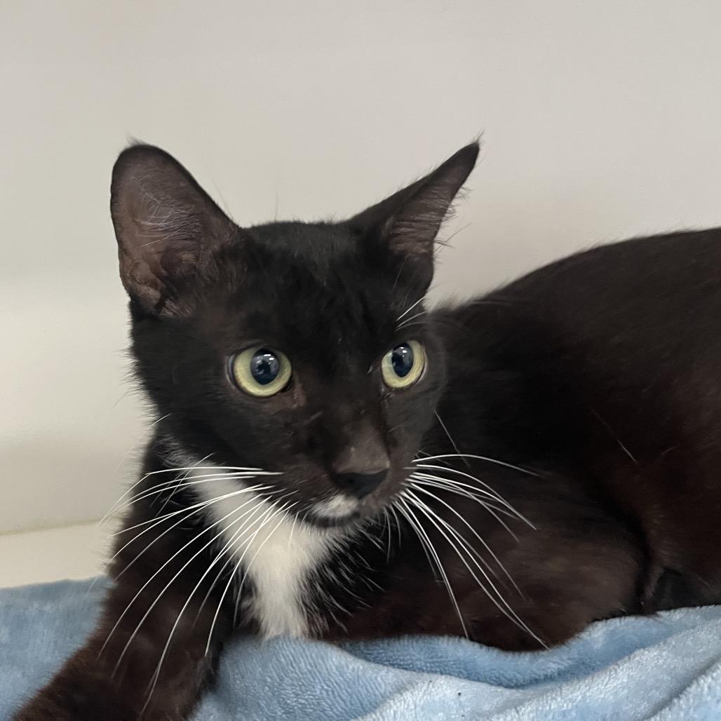 Bay, Adoptable, Adult Female Domestic Short Hair.