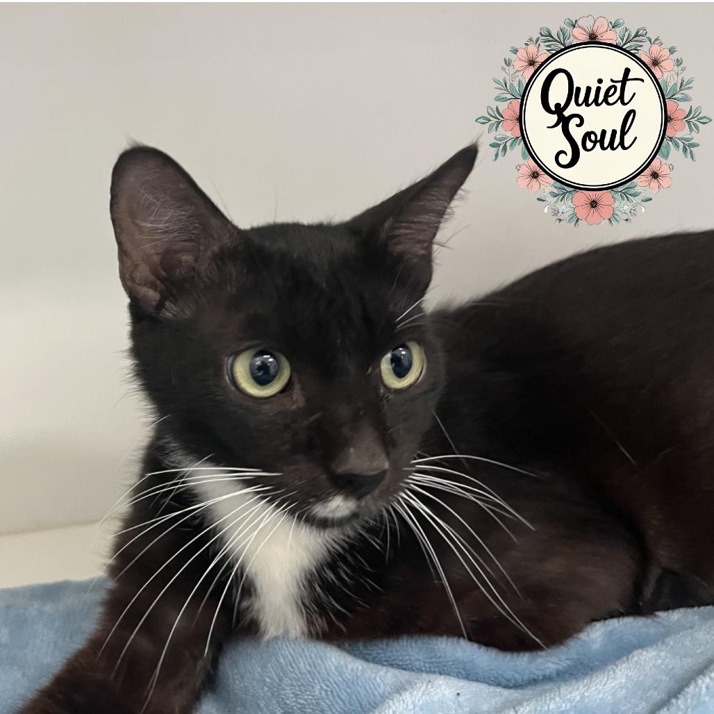 Enlarge Bay, a Adoptable Domestic Short Hair in Jupiter, FL image 2/2