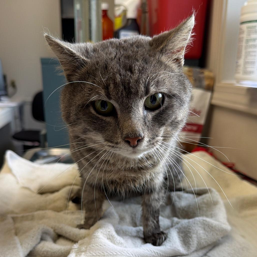 TUSC-Stray-83605 — thumbnail 2